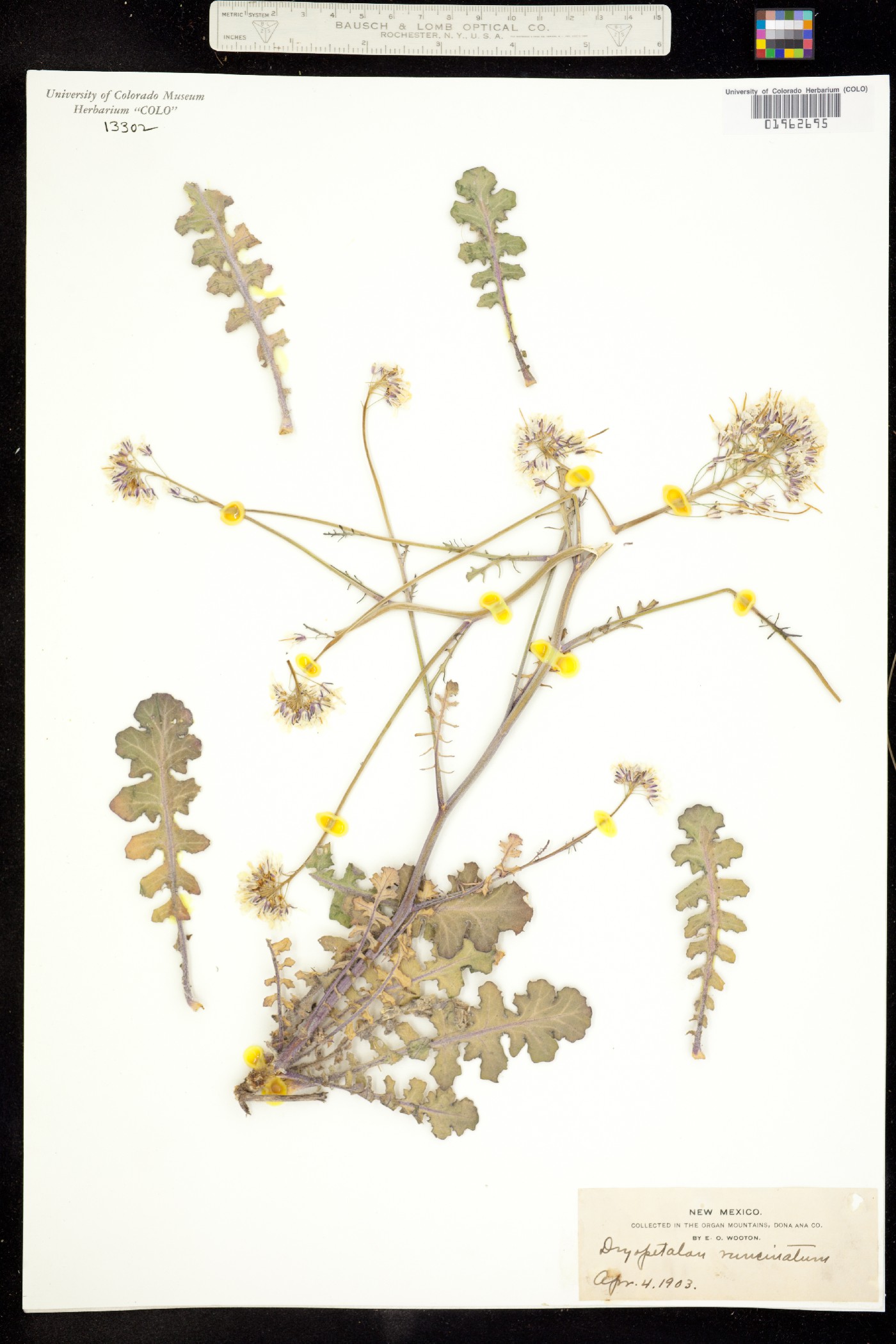 Dryopetalon runcinatum image