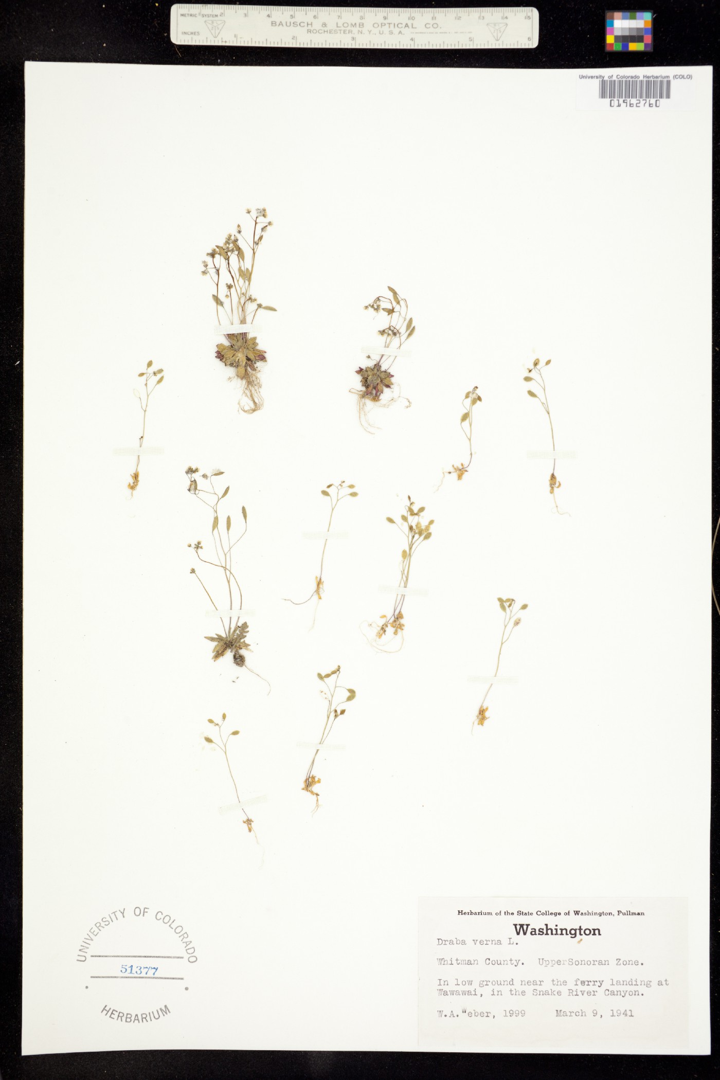 Erophila verna image