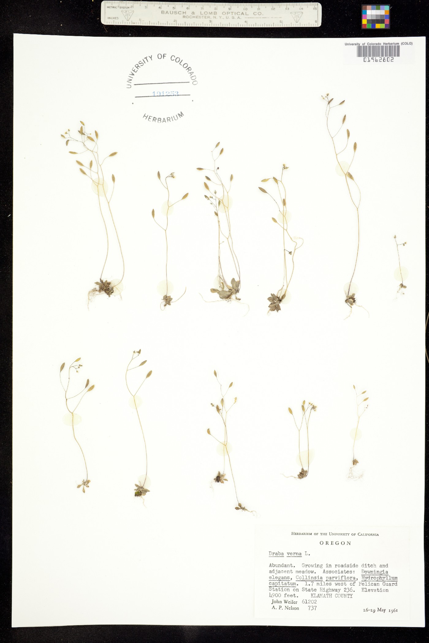 Erophila image