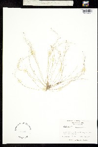 Erophila verna image