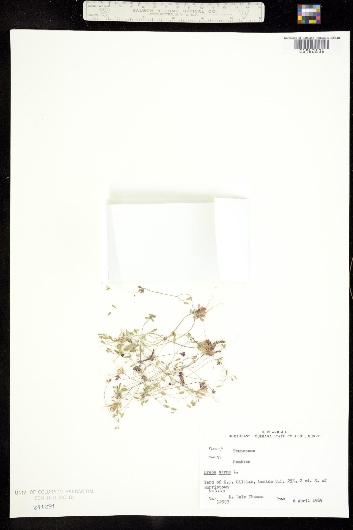 Erophila verna image