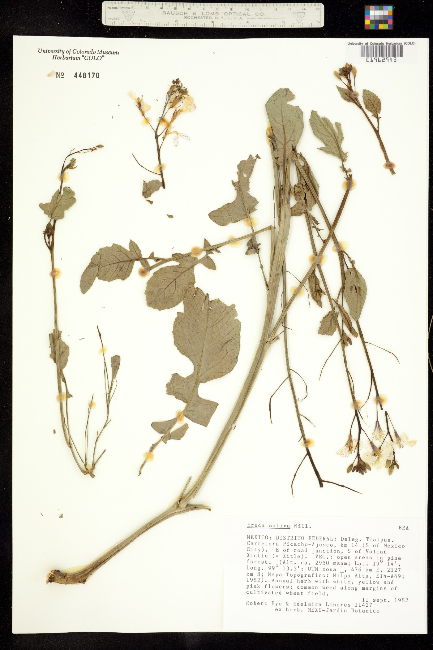 Eruca vesicaria ssp. sativa image