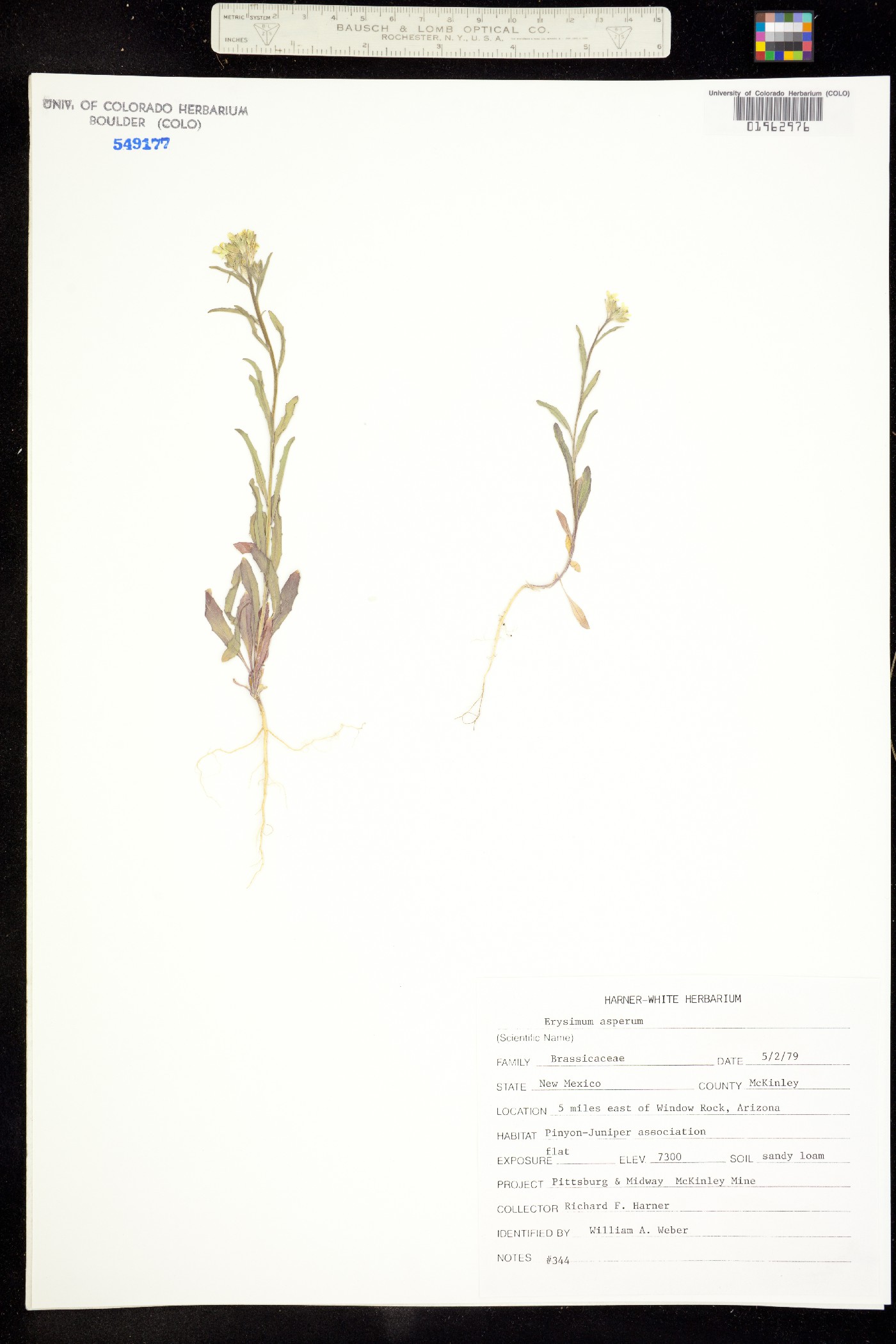 Erysimum asperum image