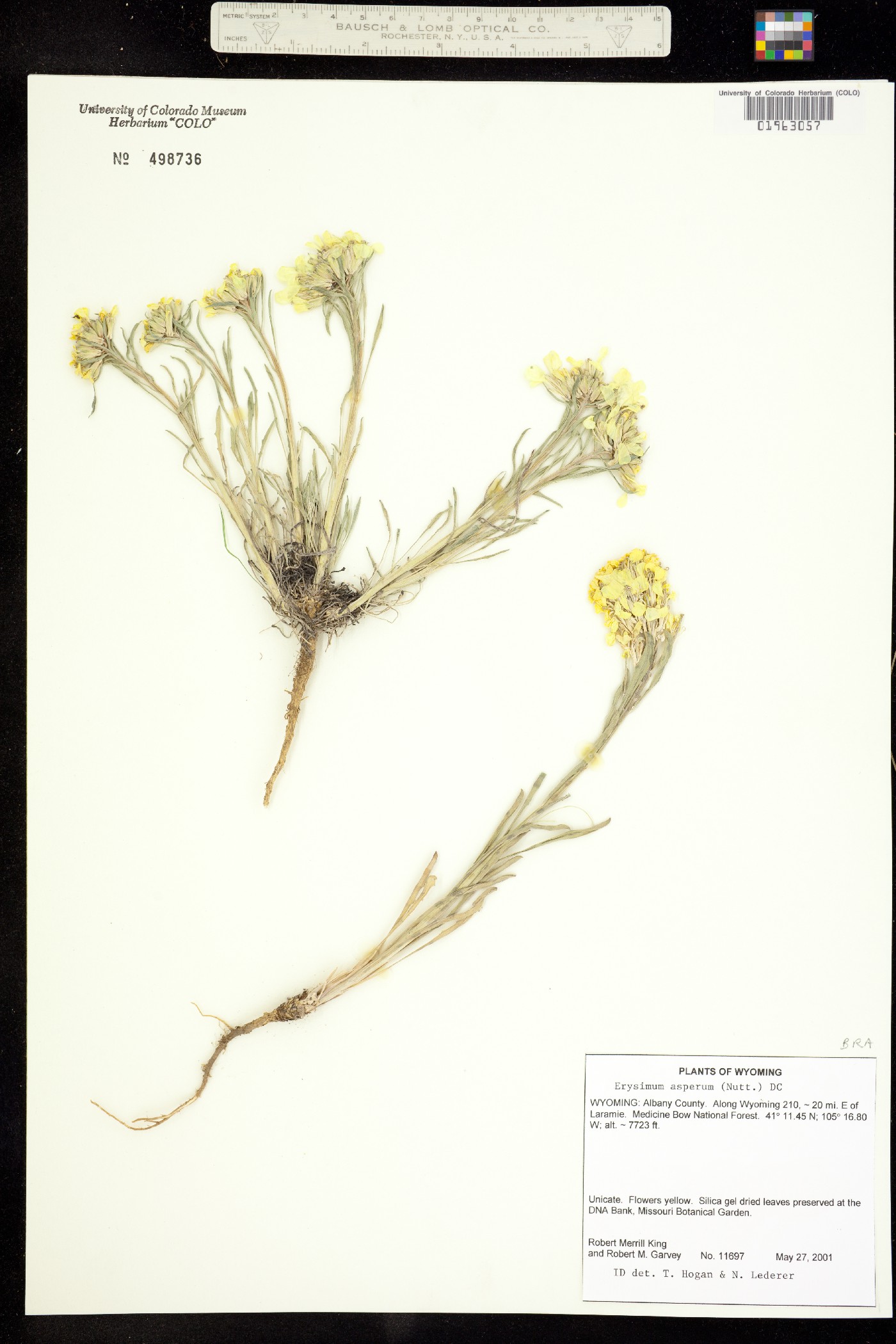 Erysimum asperum image