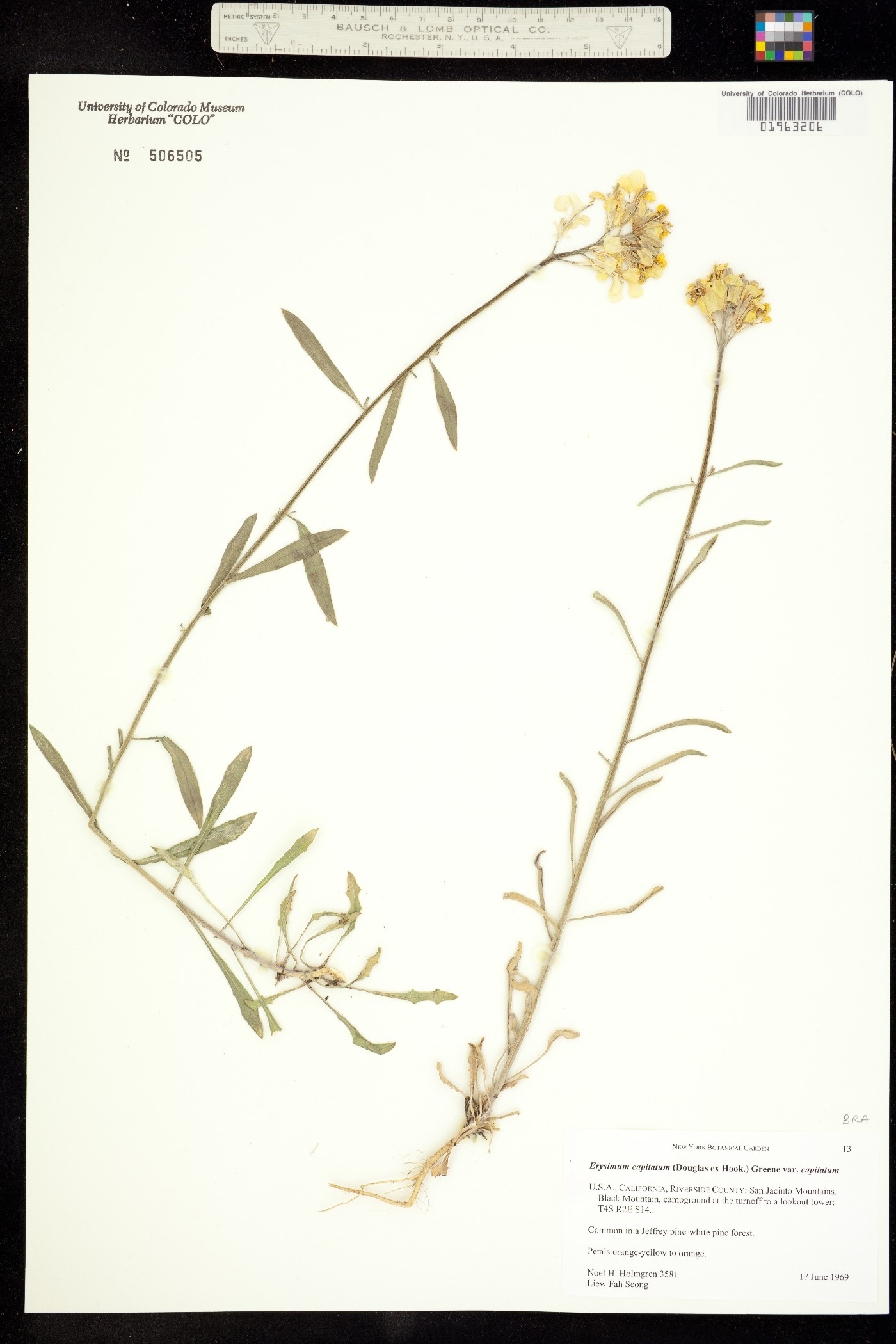 Erysimum capitatum image