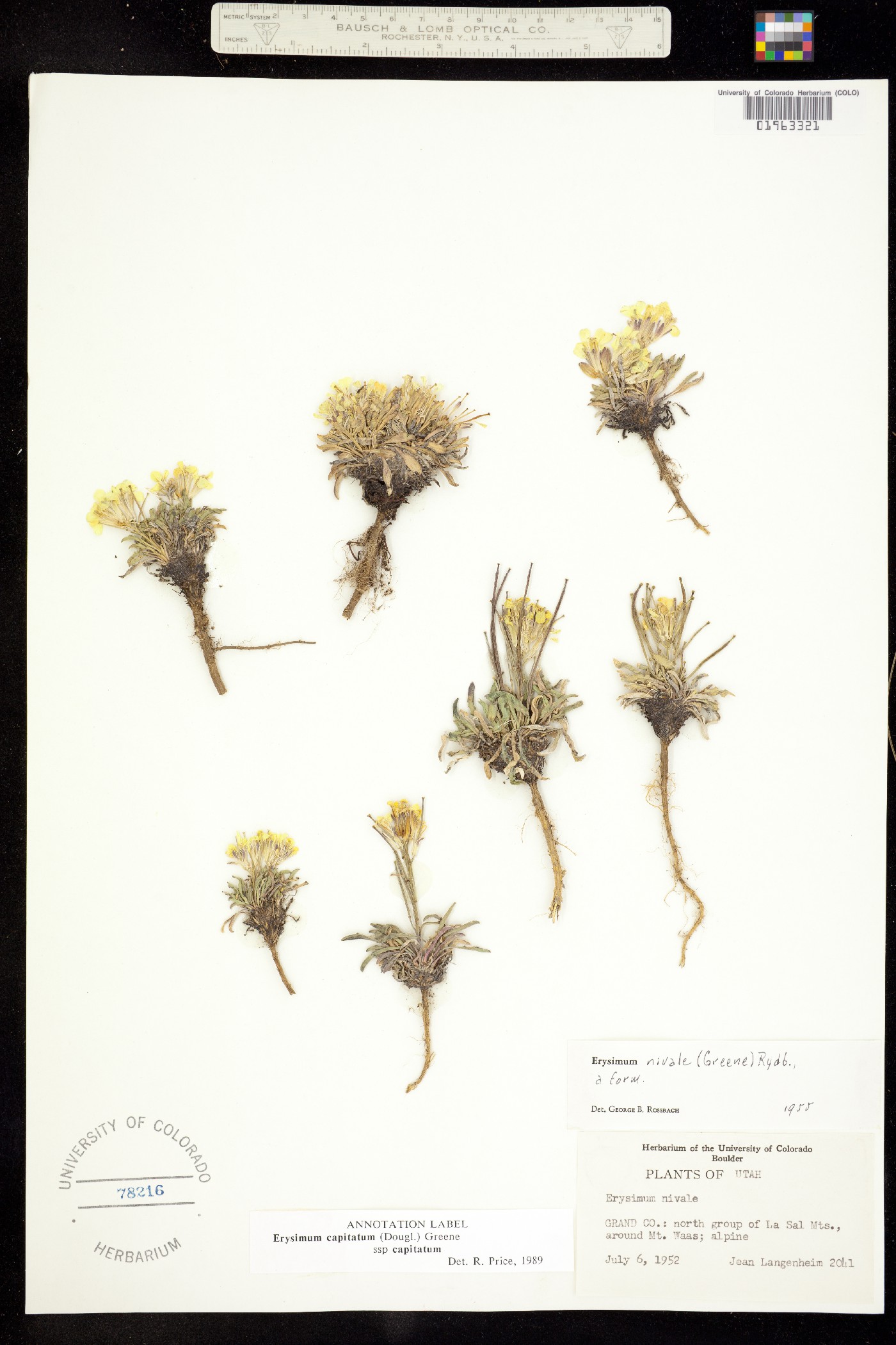 Erysimum capitatum var. capitatum image