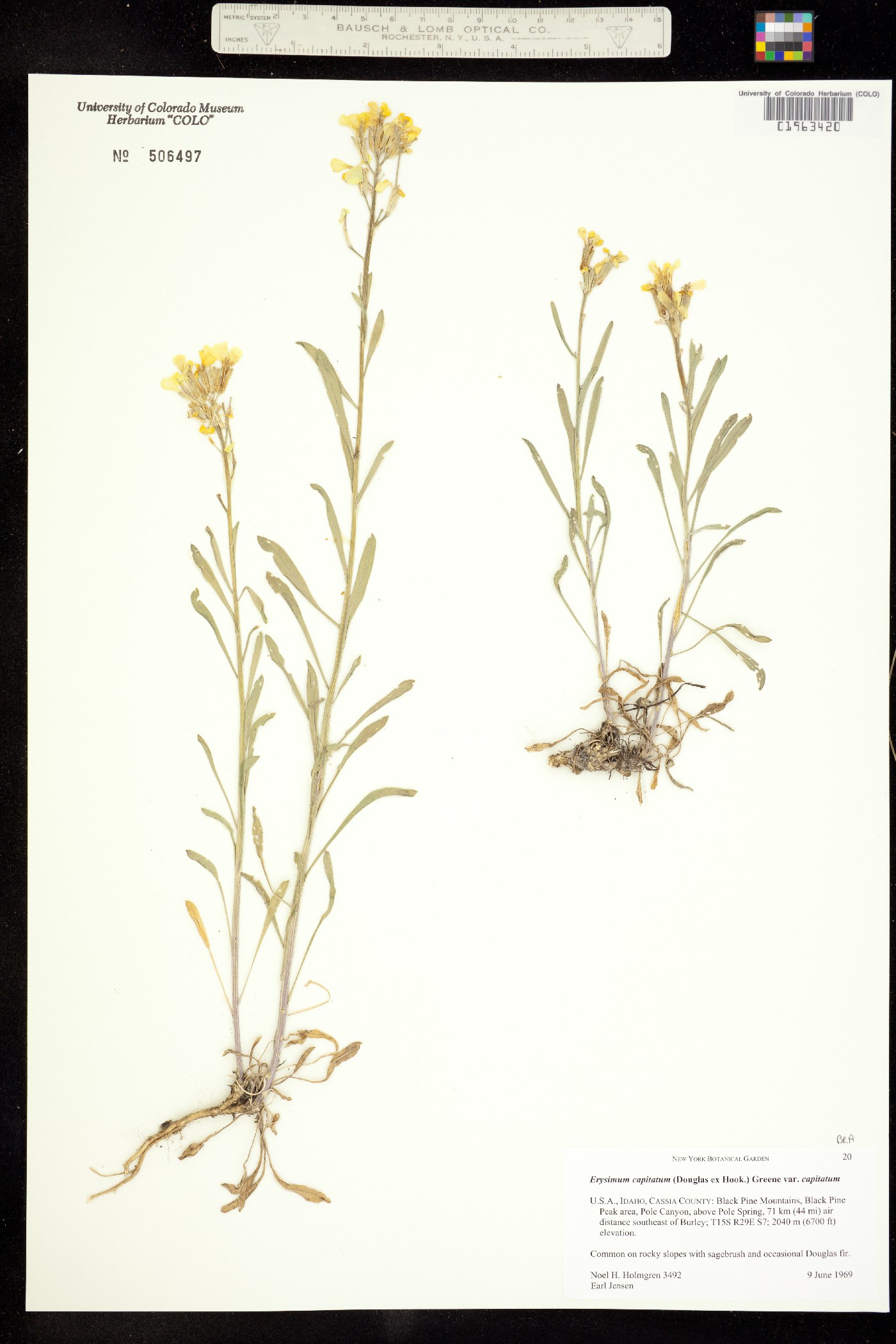 Erysimum capitatum image