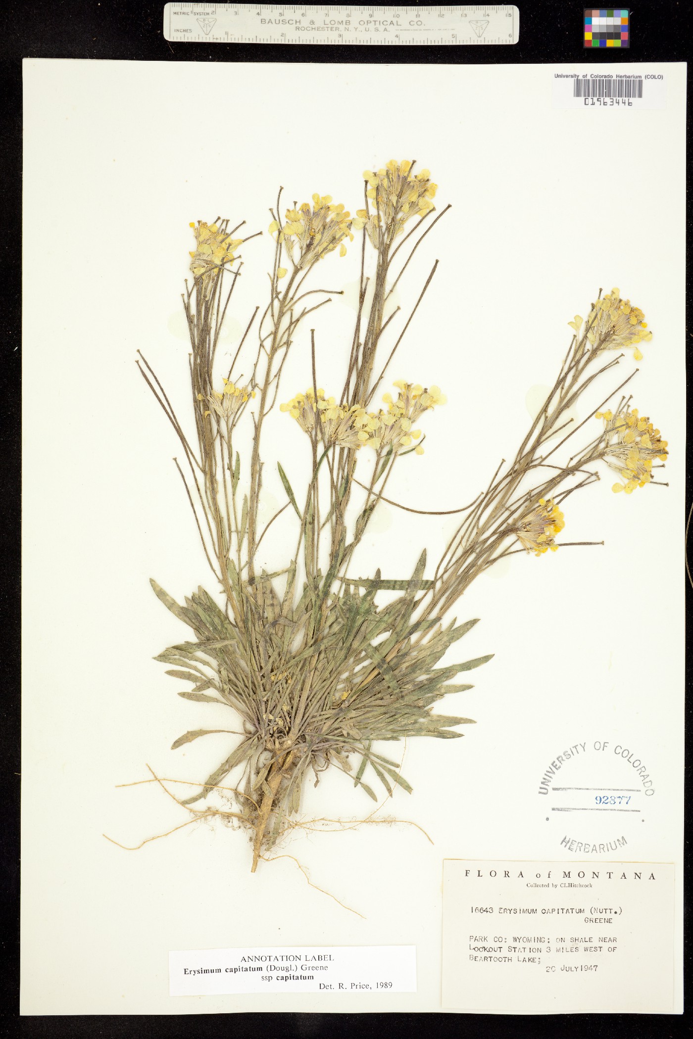 Erysimum capitatum var. capitatum image