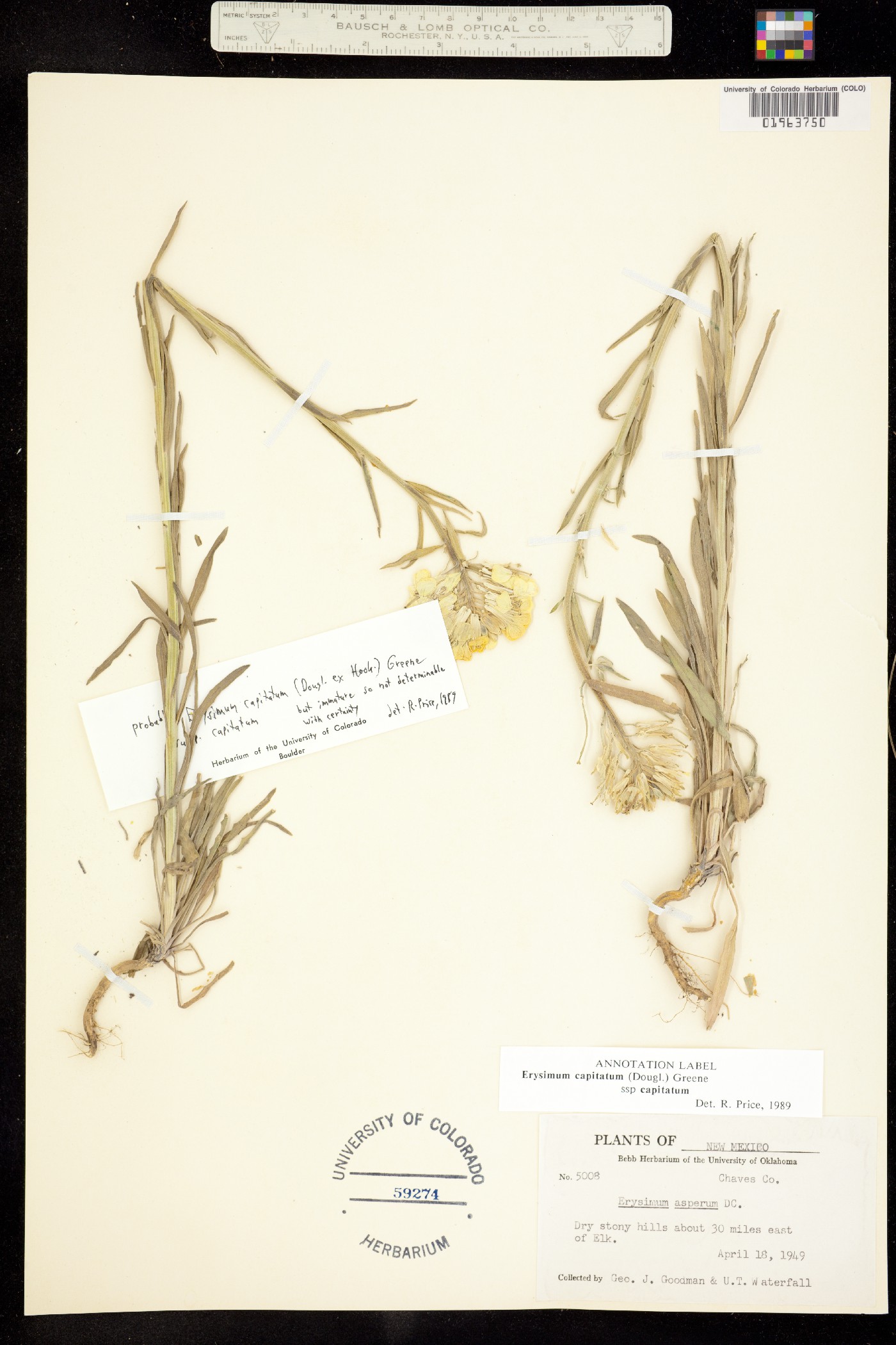 Erysimum capitatum image