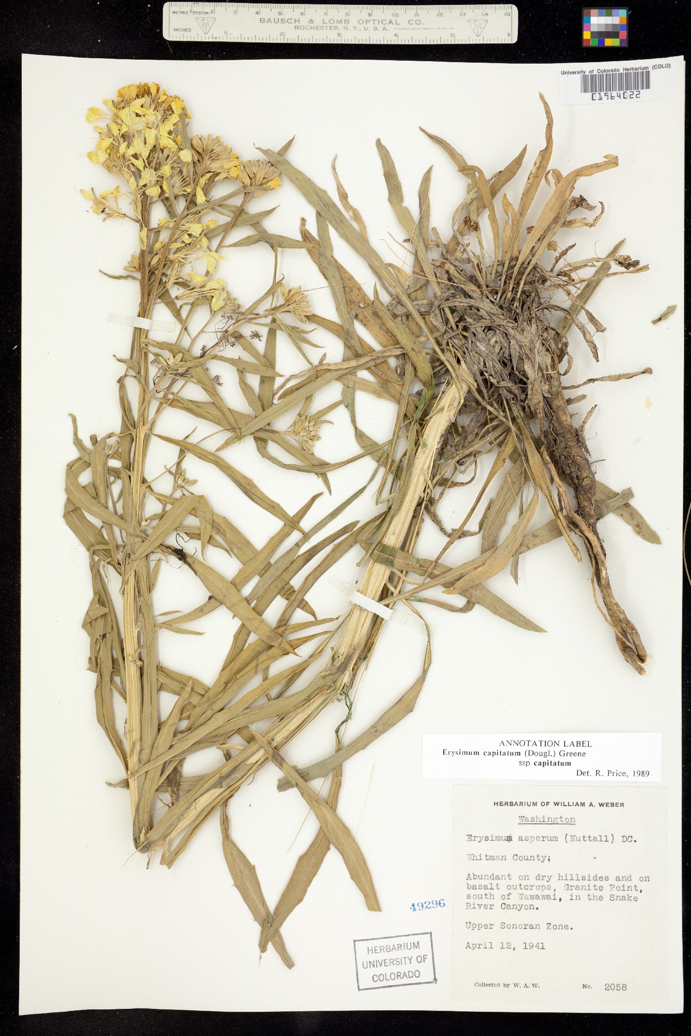 Erysimum capitatum var. capitatum image