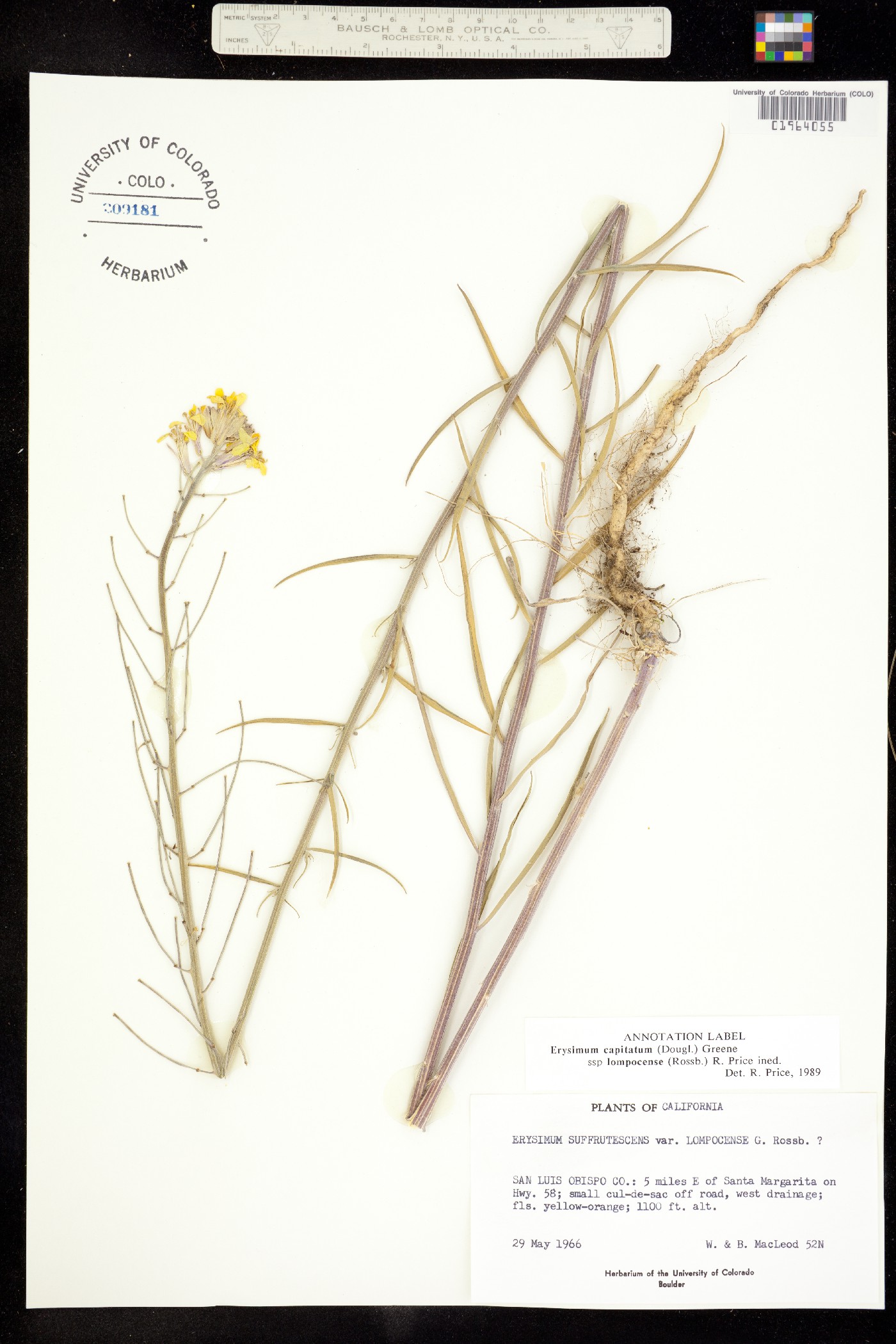Erysimum capitatum var. capitatum image