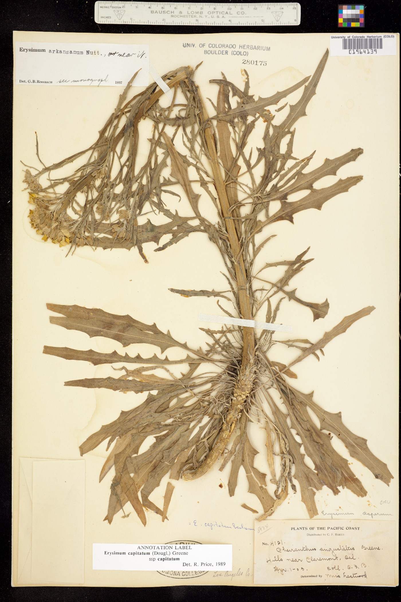 Erysimum capitatum var. capitatum image