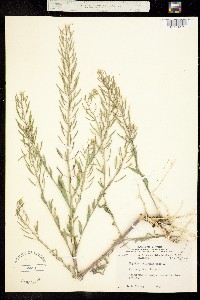 Erysimum cheiranthoides image