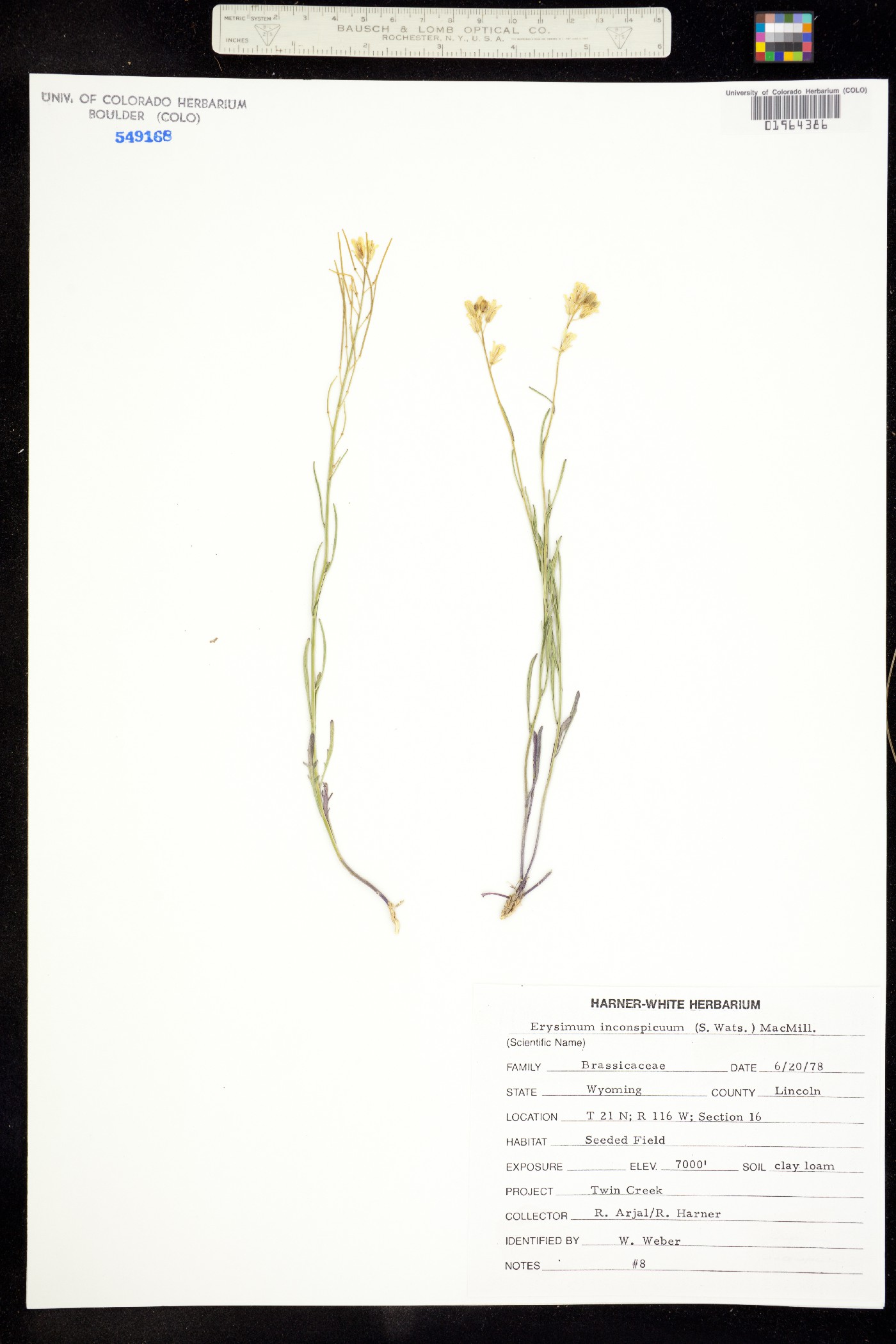Erysimum inconspicuum image