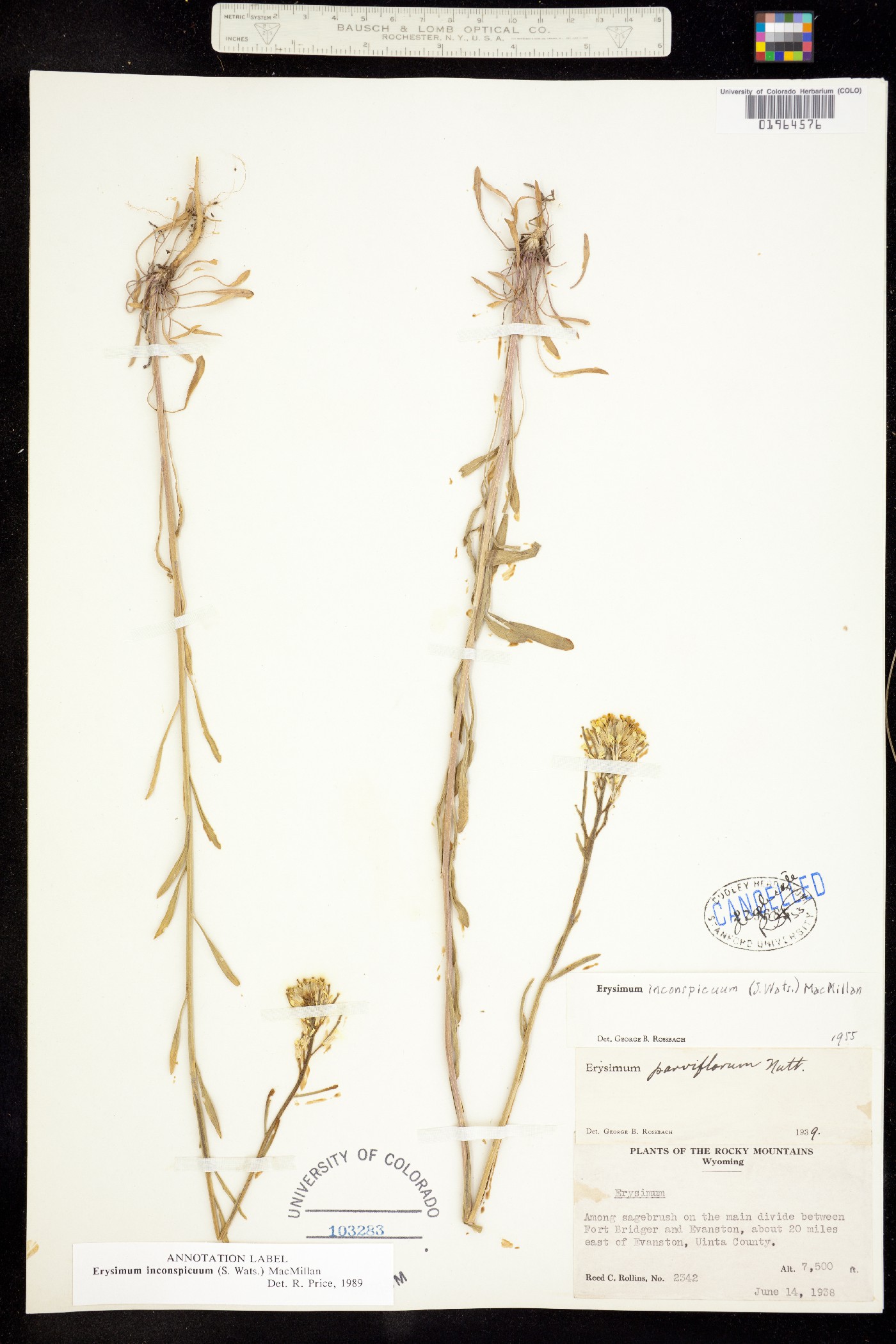 Erysimum inconspicuum image