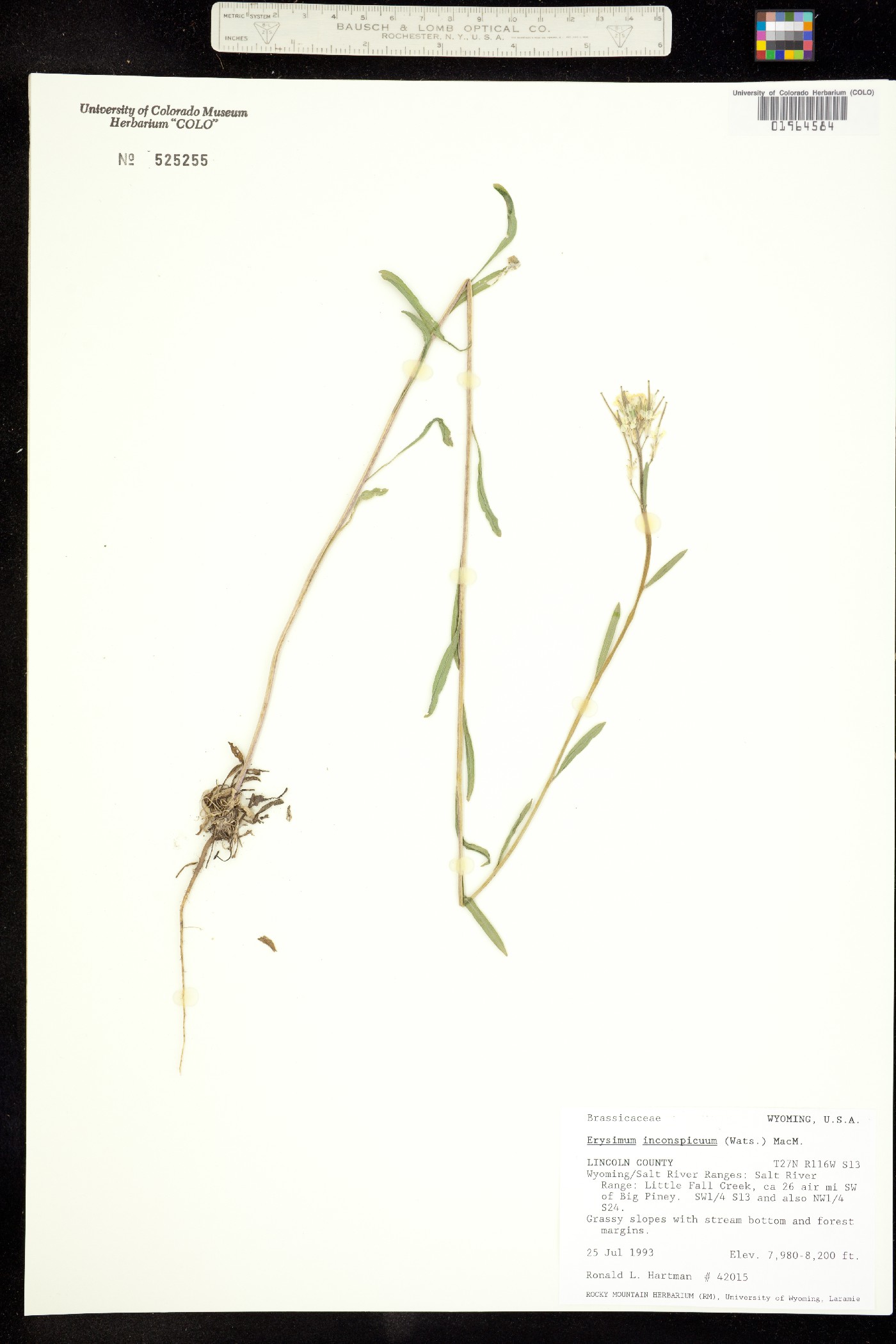 Erysimum inconspicuum image