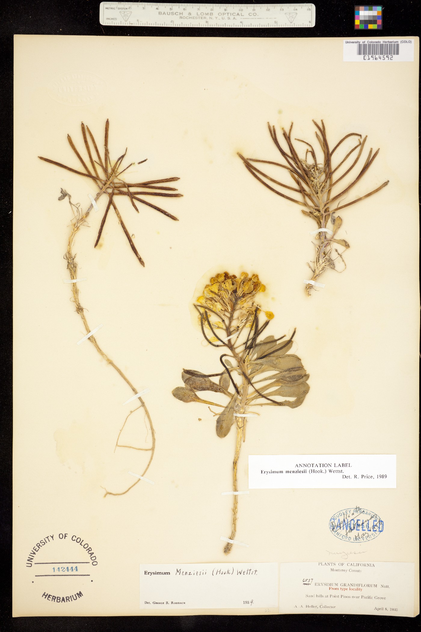 Erysimum menziesii image