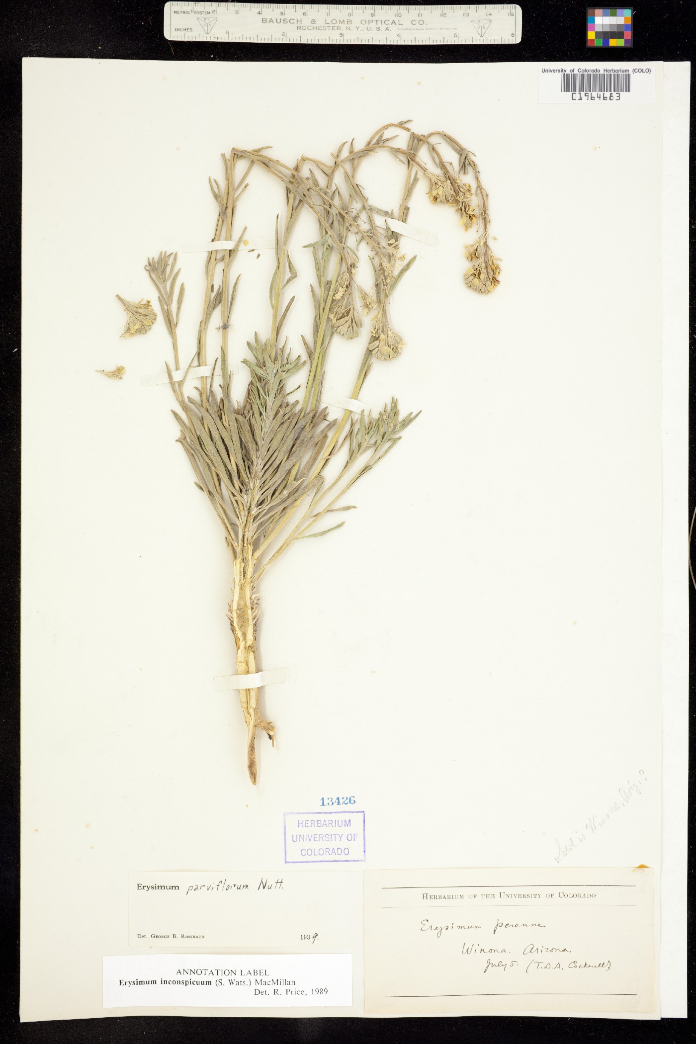 Erysimum inconspicuum image