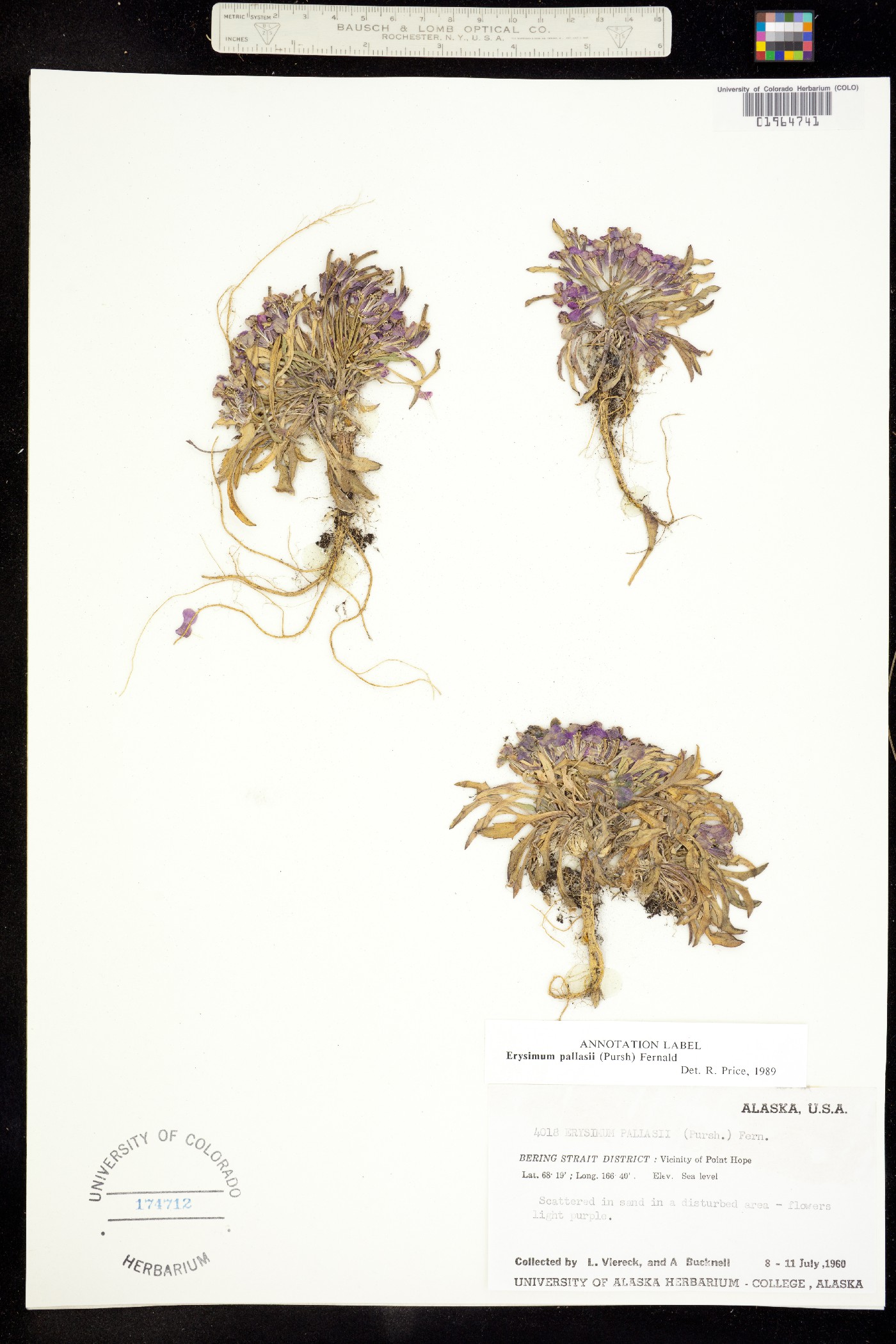 Erysimum pallasii image