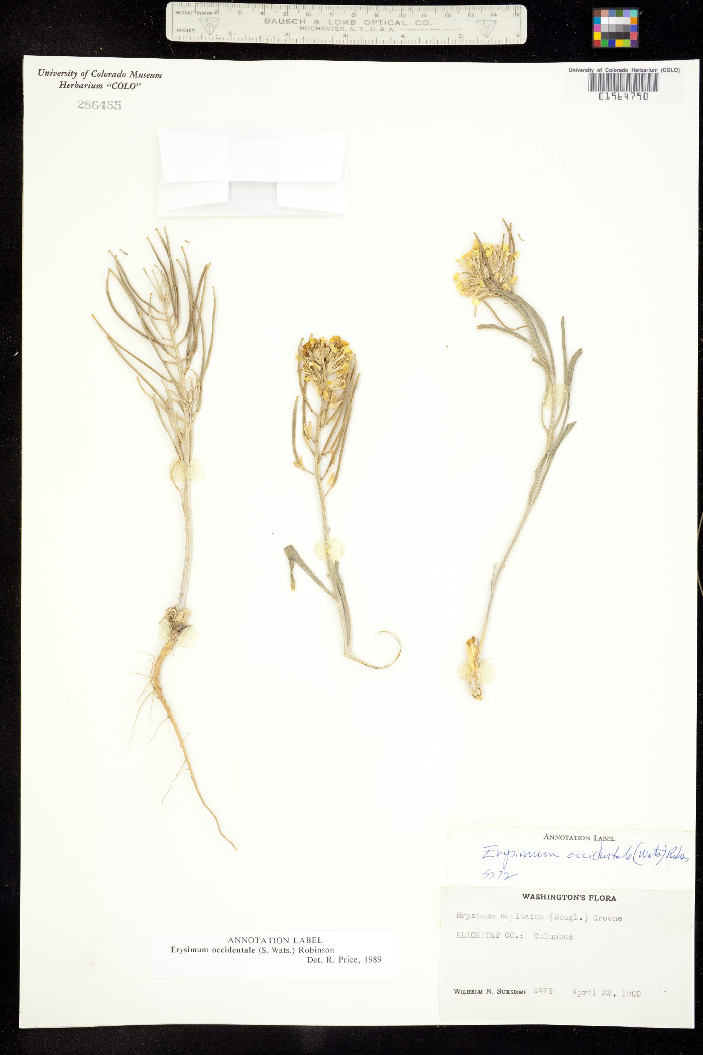 Erysimum occidentale image
