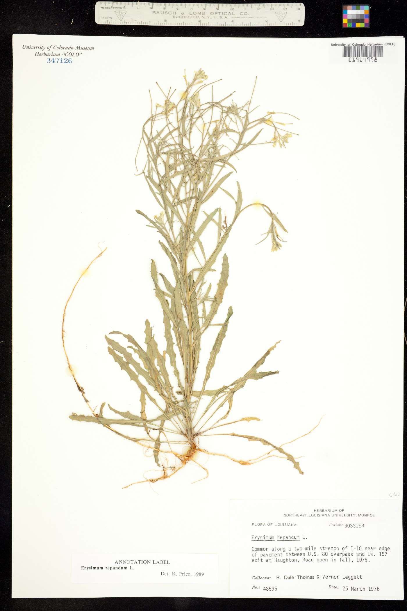 Erysimum repandum image