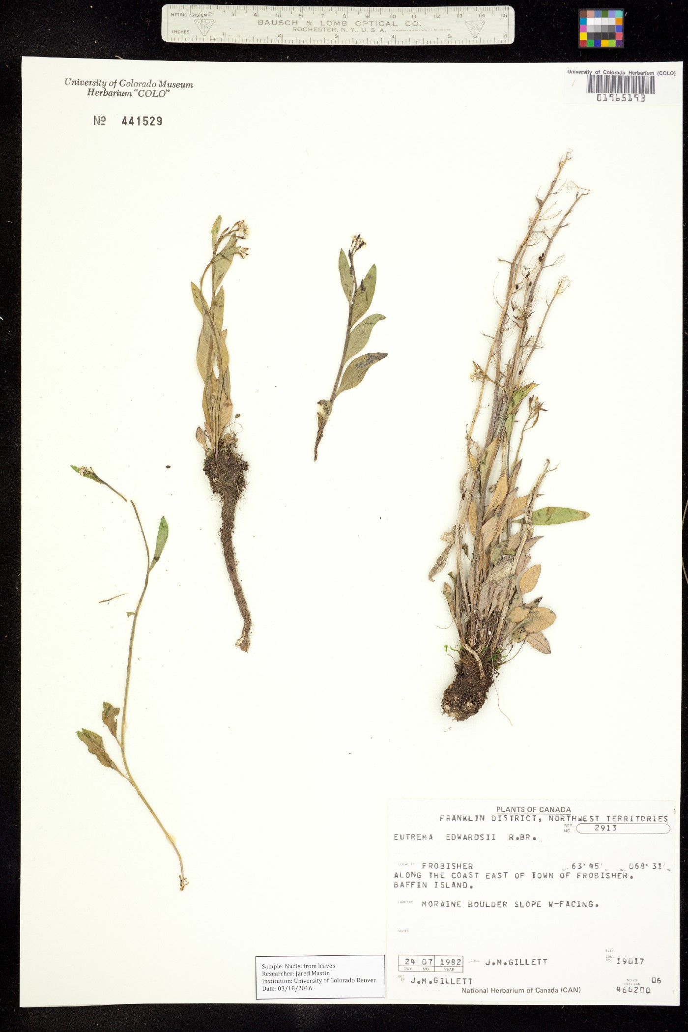 Eutrema edwardsii image