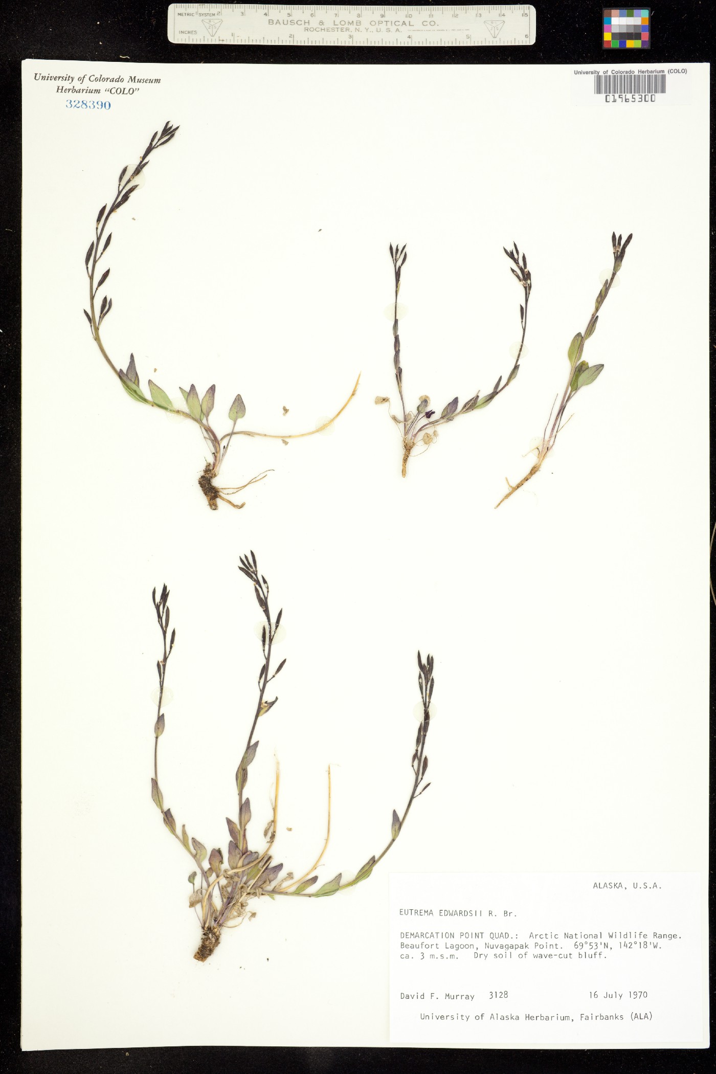 Eutrema edwardsii image