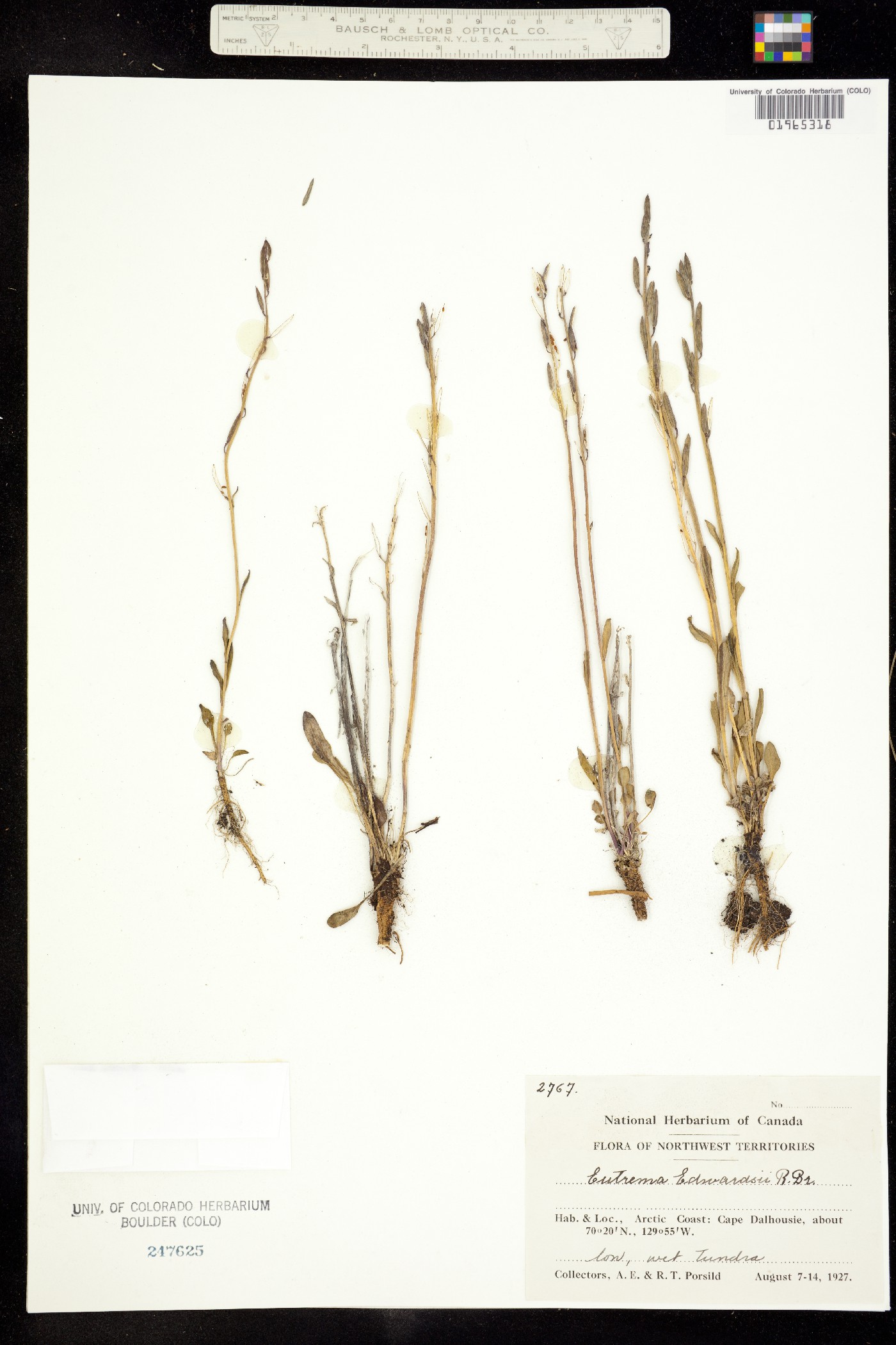Eutrema edwardsii image