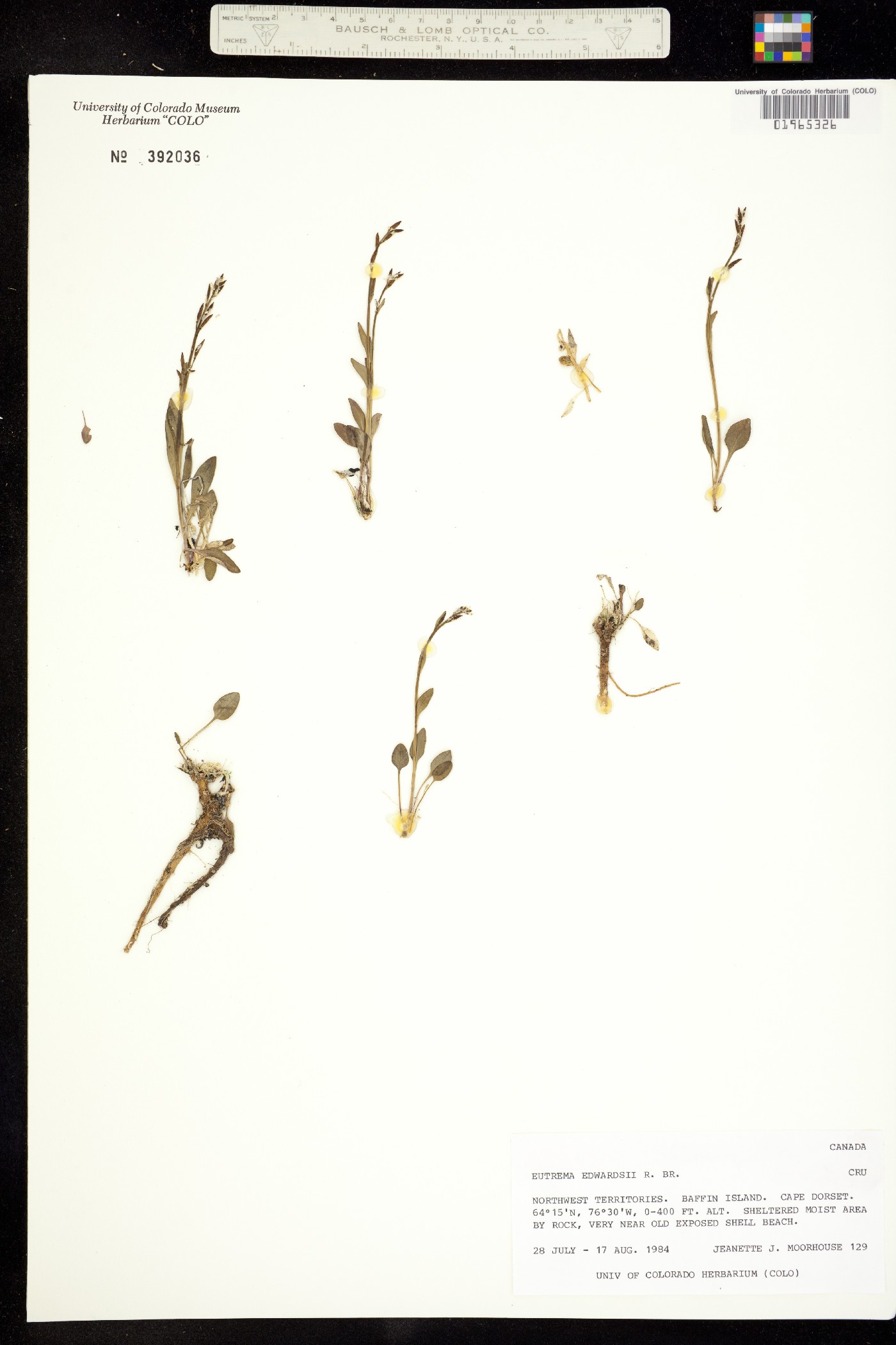 Eutrema edwardsii image