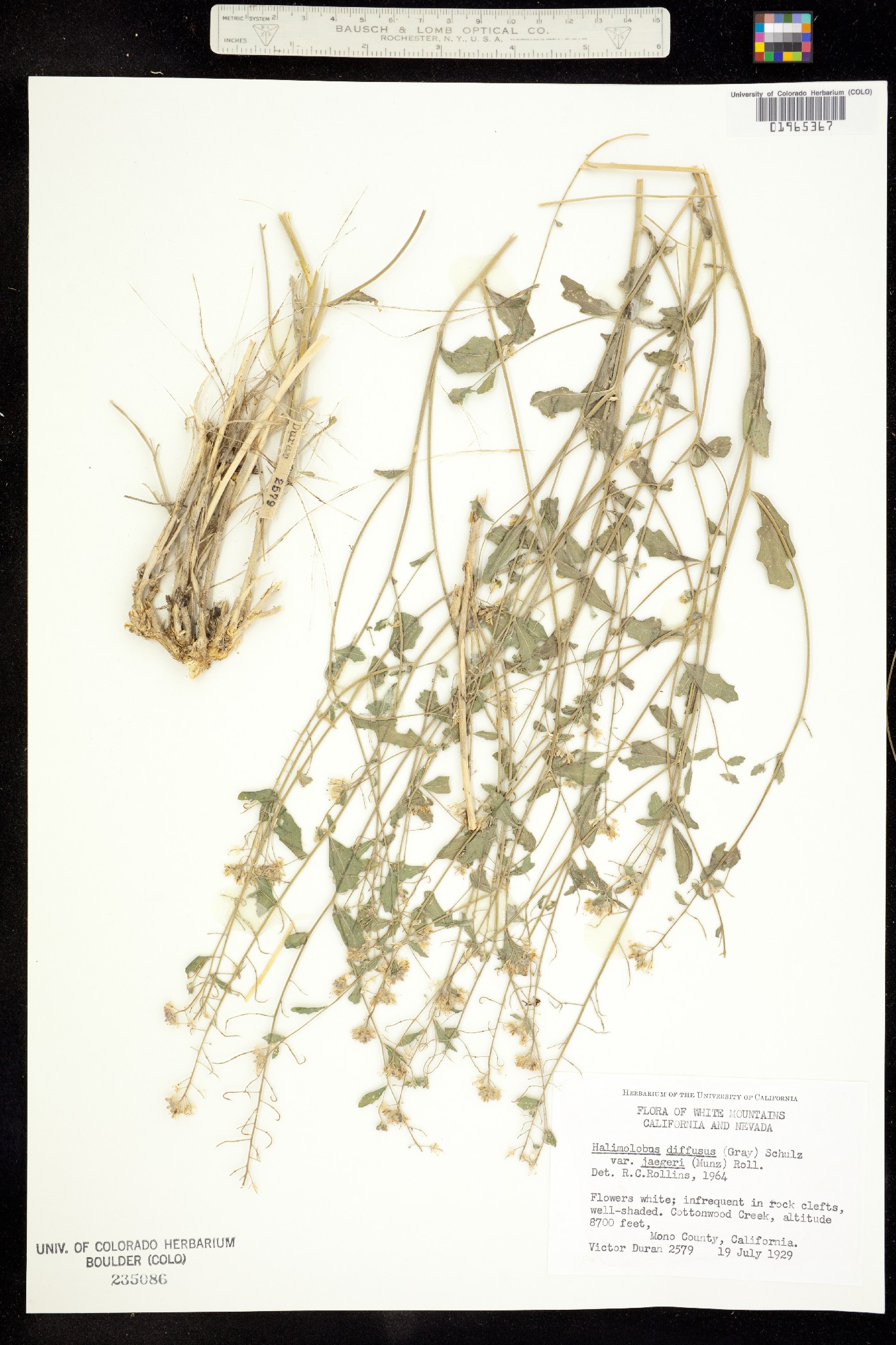 Halimolobos diffusa image