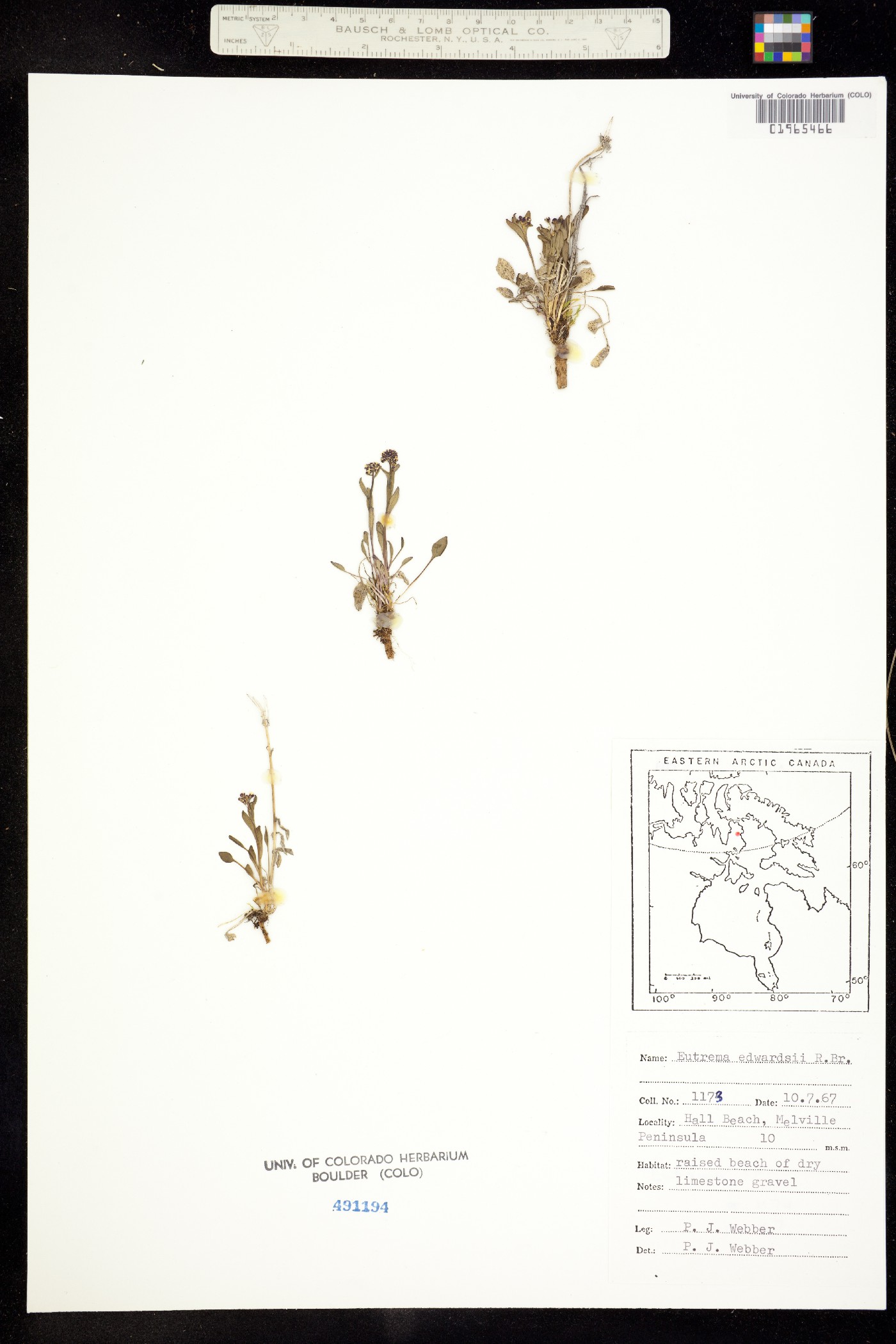 Eutrema edwardsii image