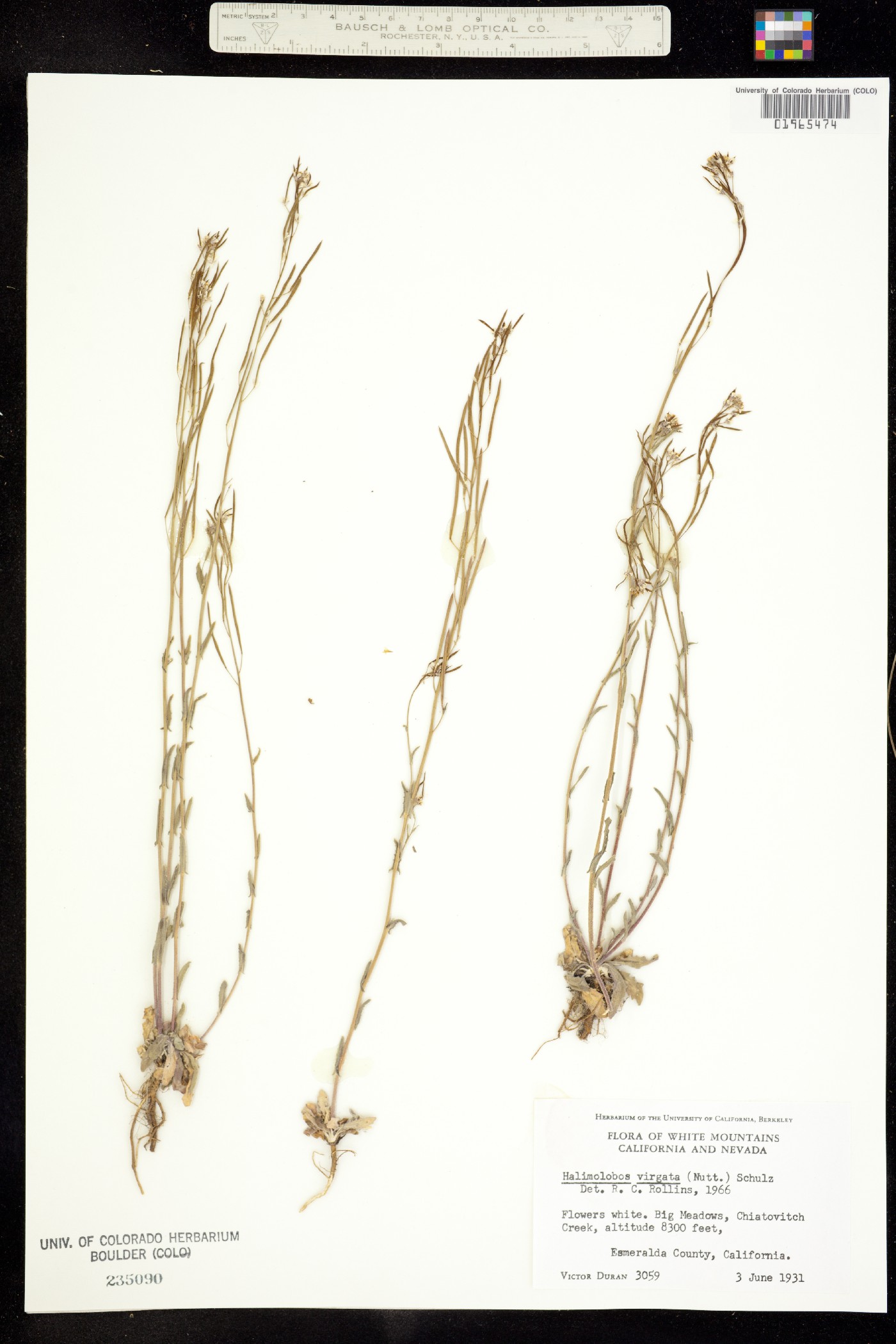 Transberingia bursifolia ssp. virgata image