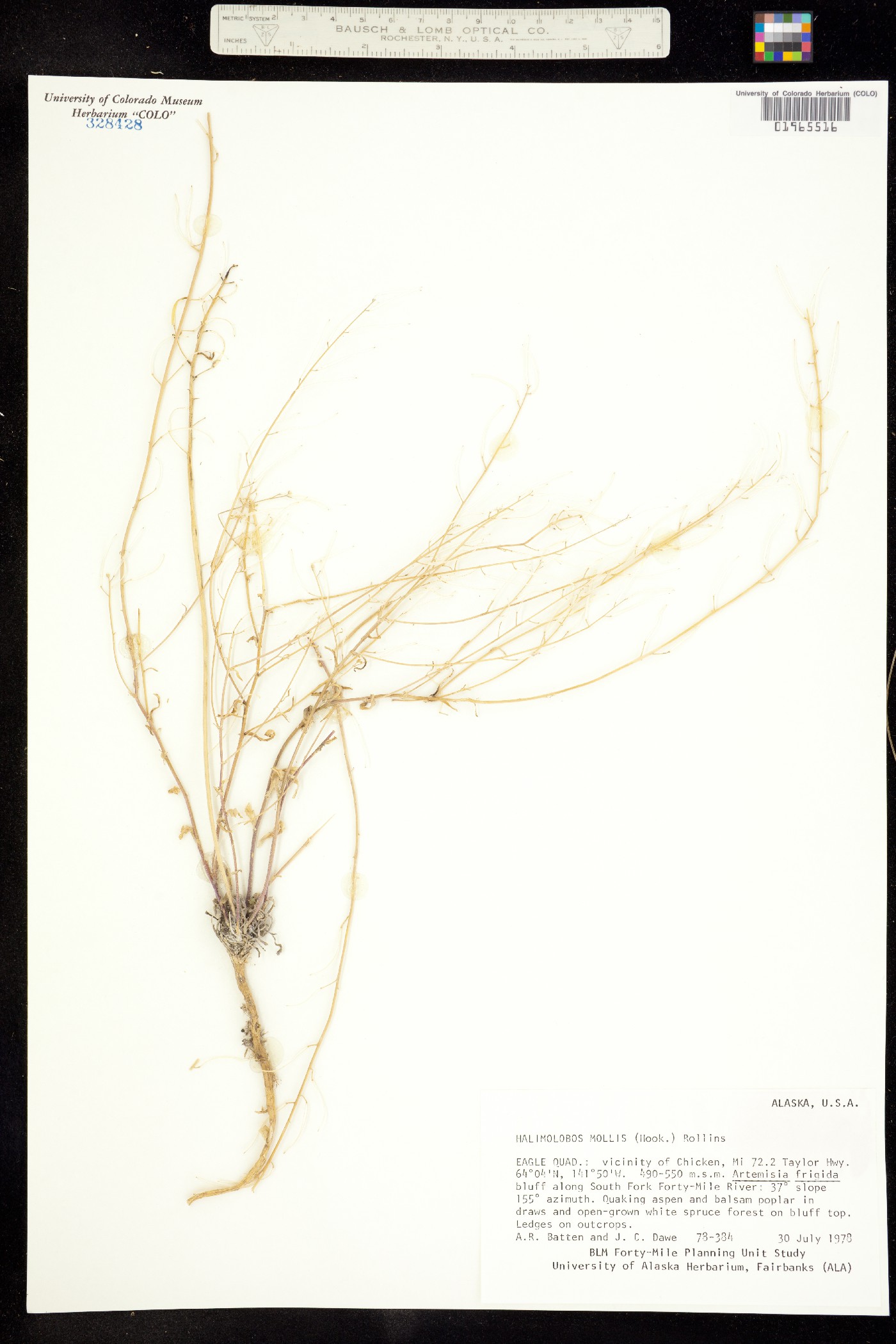 Transberingia bursifolia image