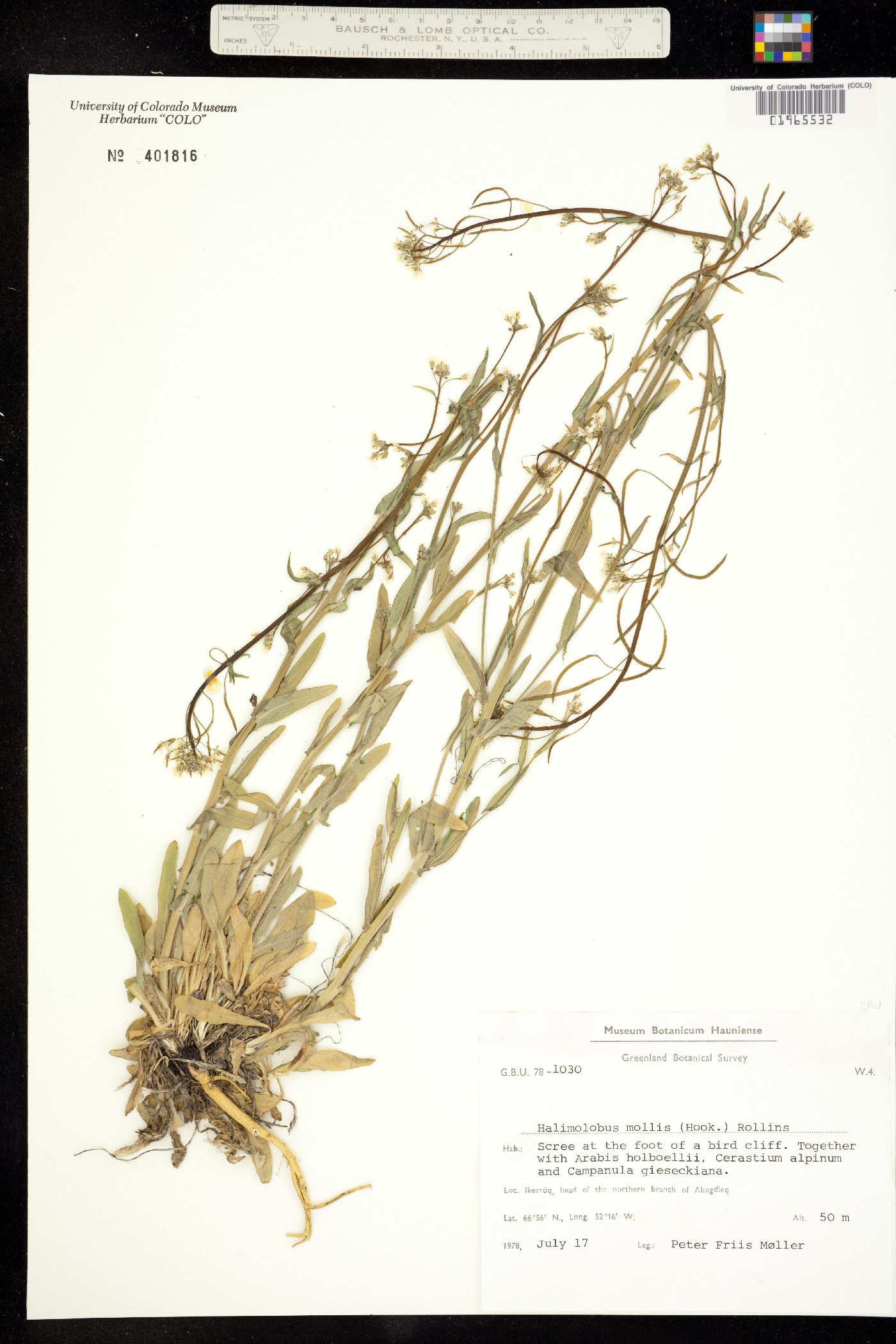 Transberingia bursifolia ssp. bursifolia image