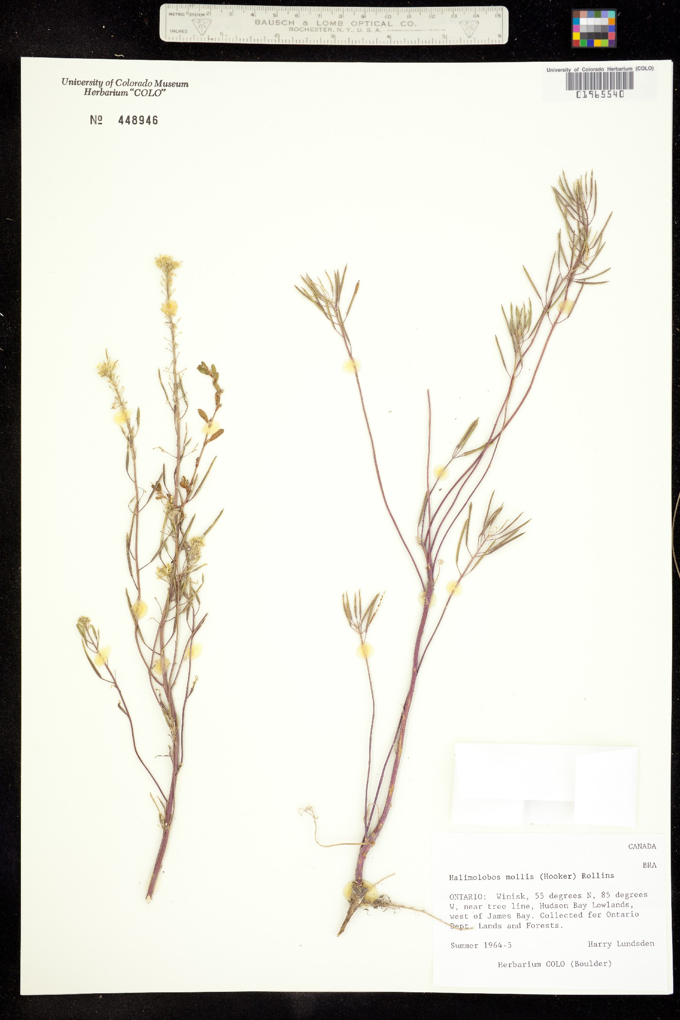 Halimolobos mollis image