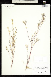 Transberingia bursifolia ssp. bursifolia image