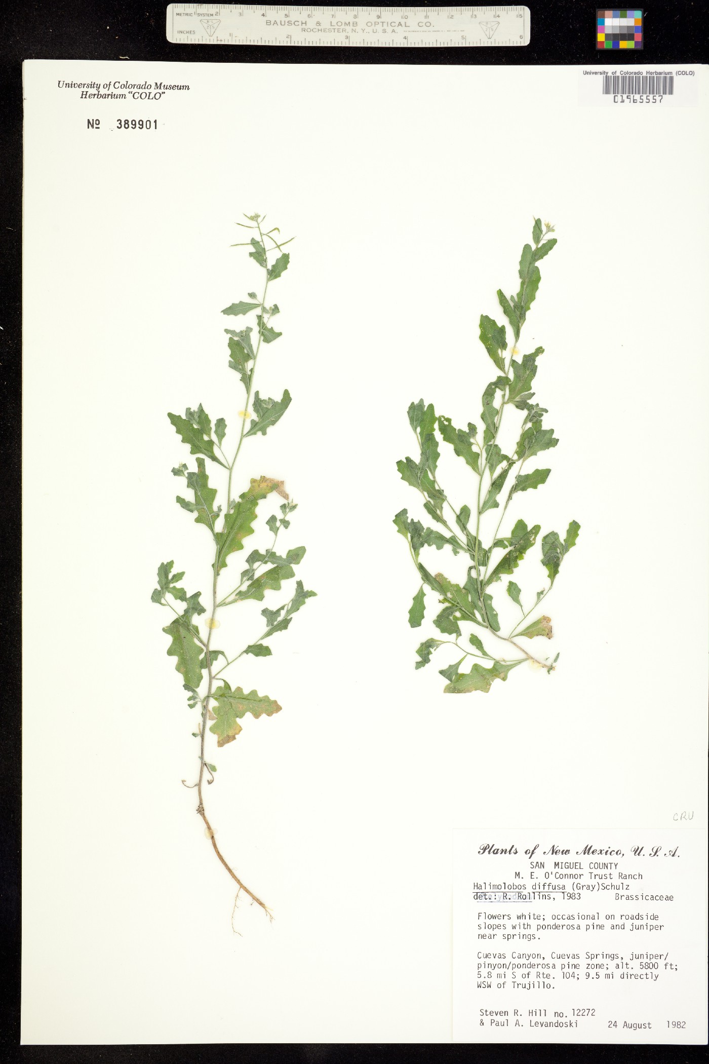 Halimolobos image