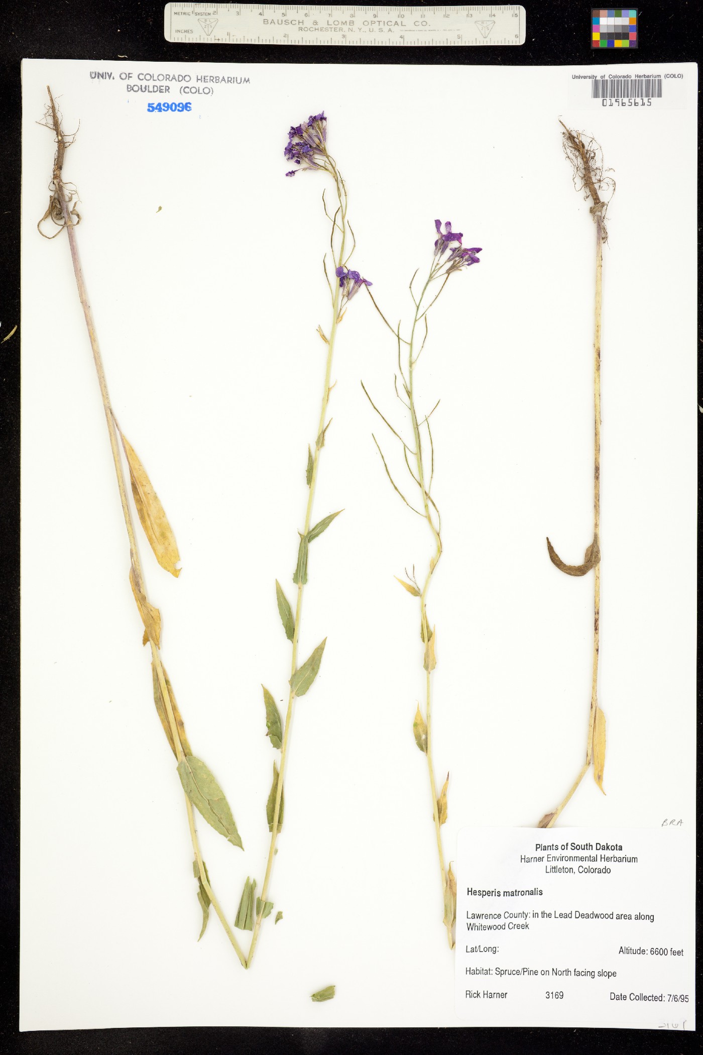 Hesperis matronalis image