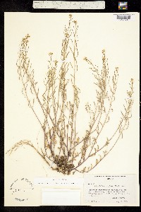 Image of Sandbergia perplexa
