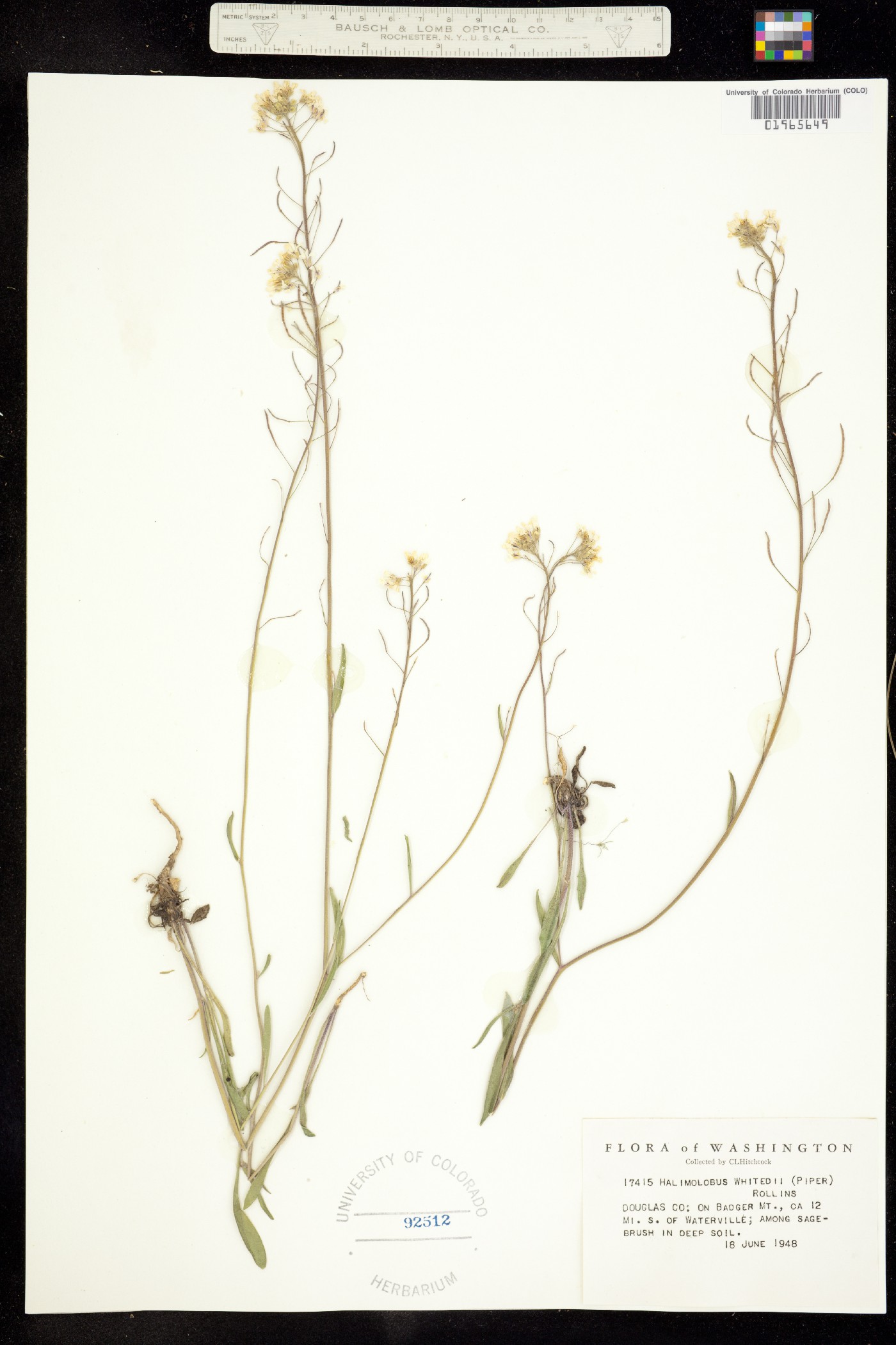 Sandbergia whitedii image