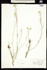 Image of Sandbergia whitedii