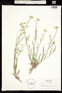 Sandbergia whitedii image