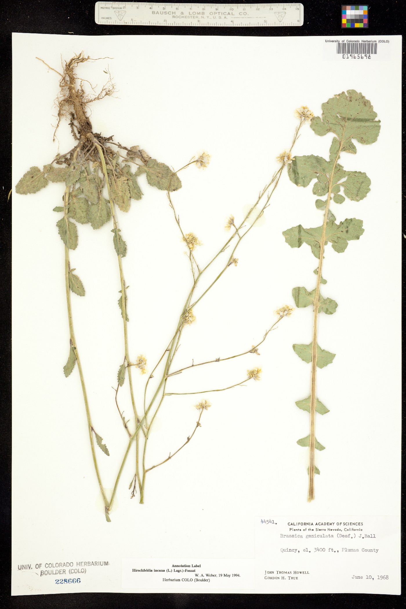 Hirschfeldia incana image