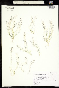 Hornungia procumbens image
