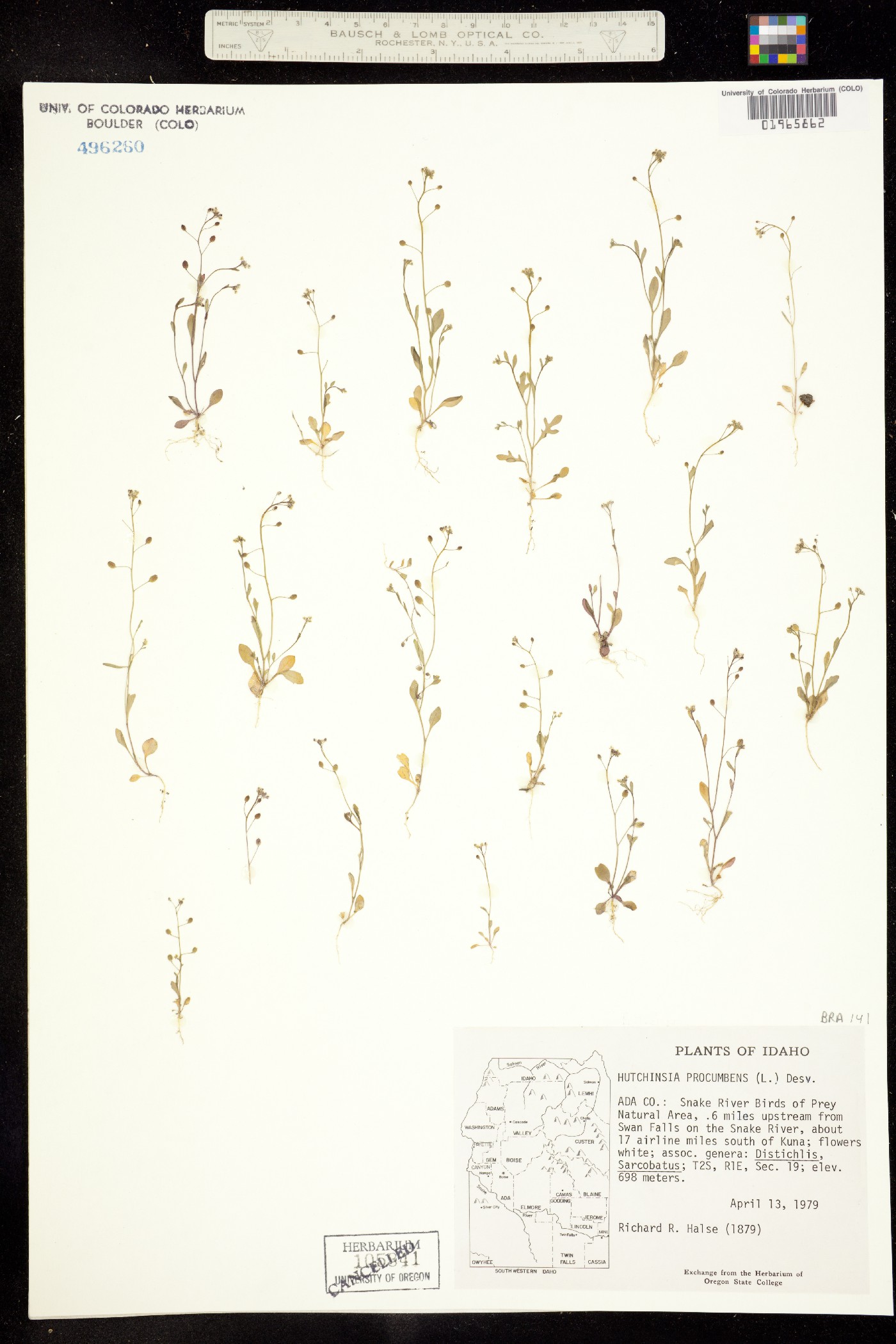 Hornungia procumbens image