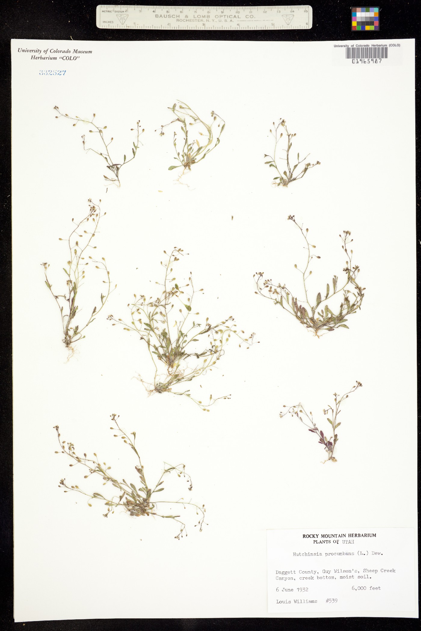Hornungia procumbens image