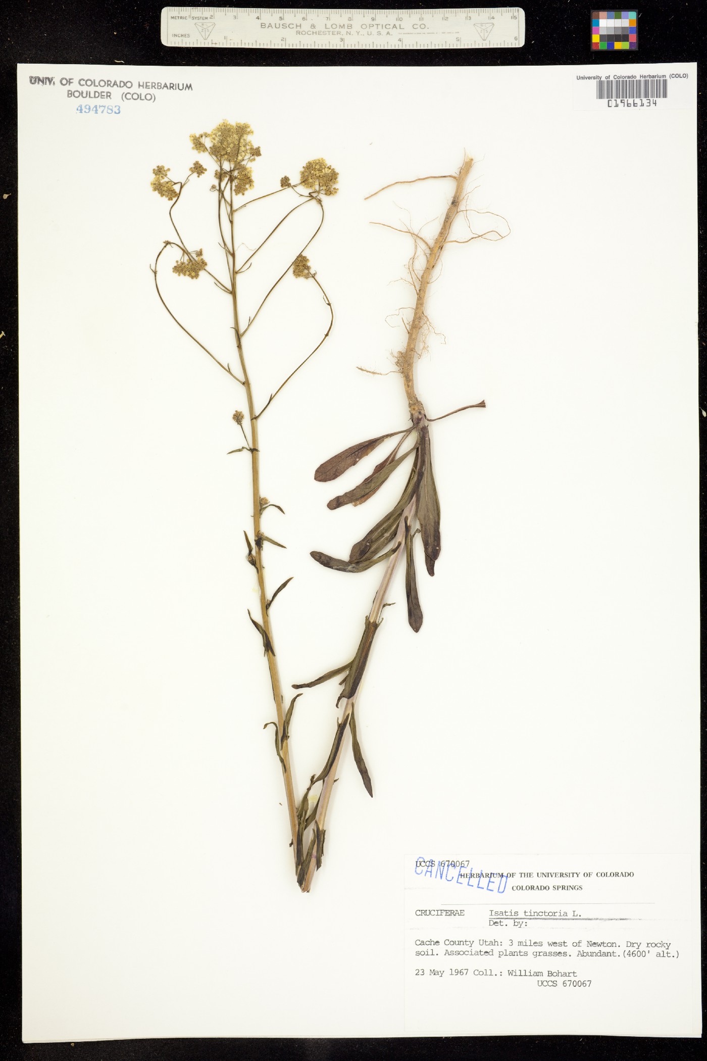 Isatis image