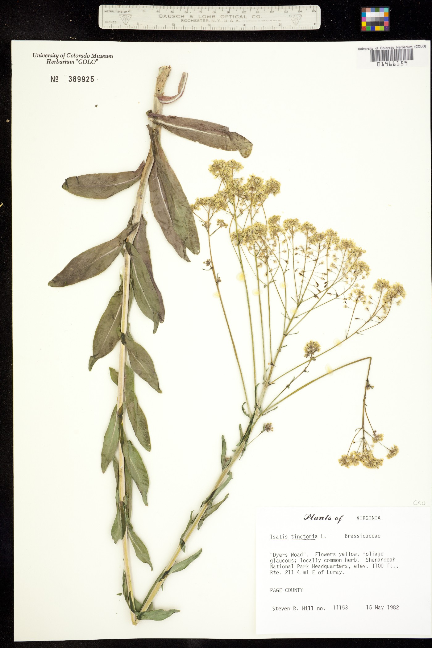 Isatis tinctoria image