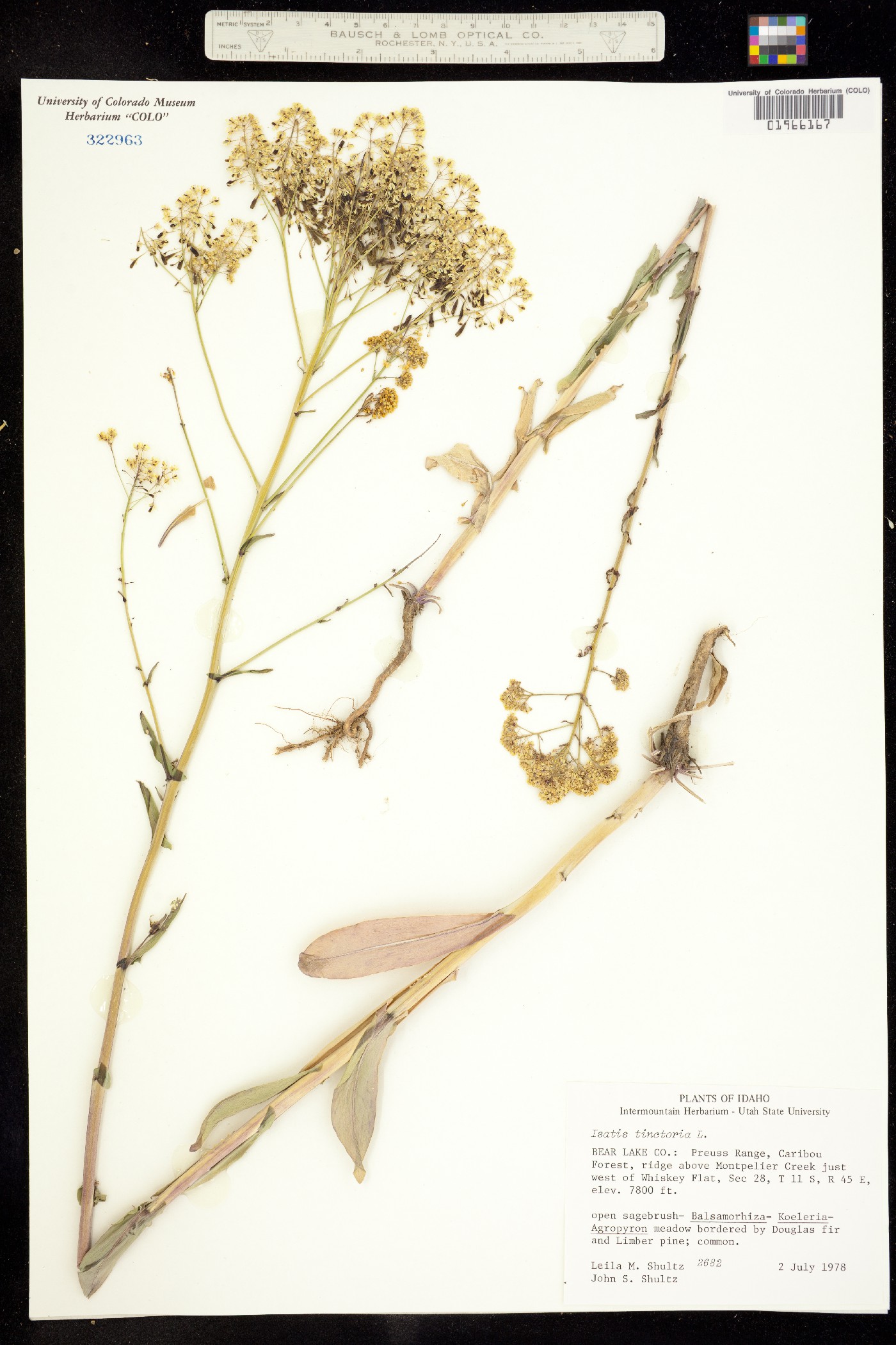 Isatis image
