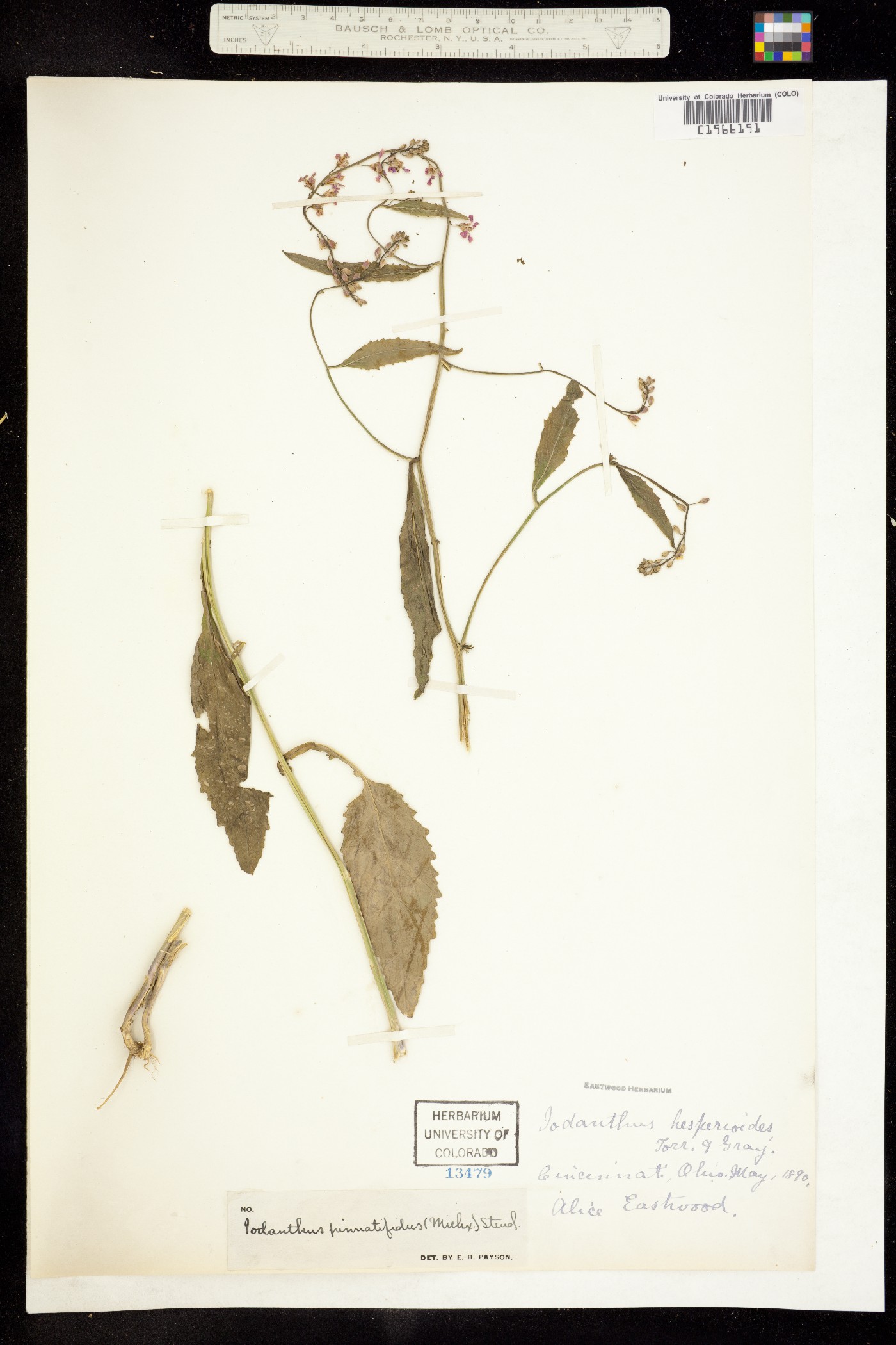 Iodanthus image